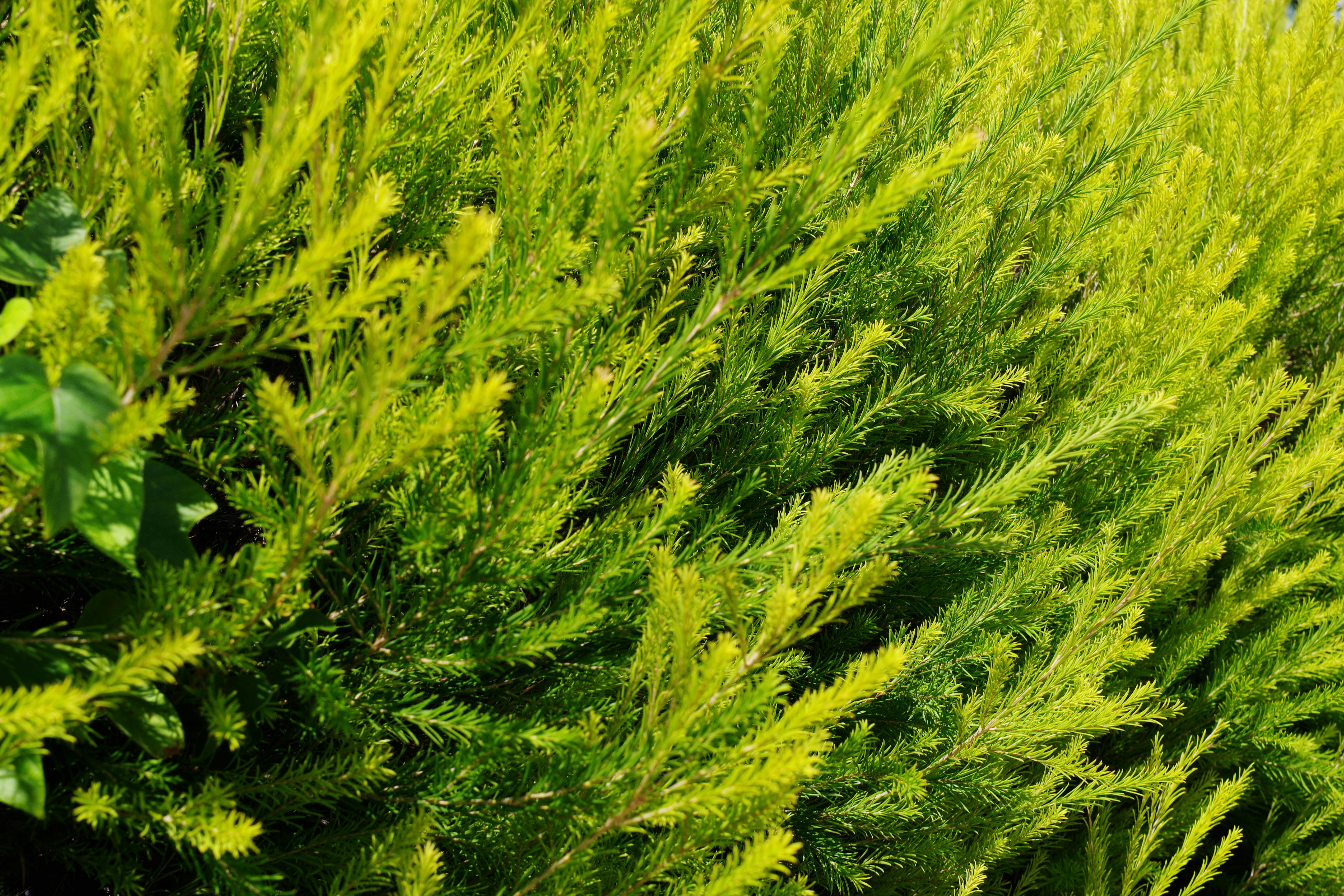 dense vibrant green foliage texture image