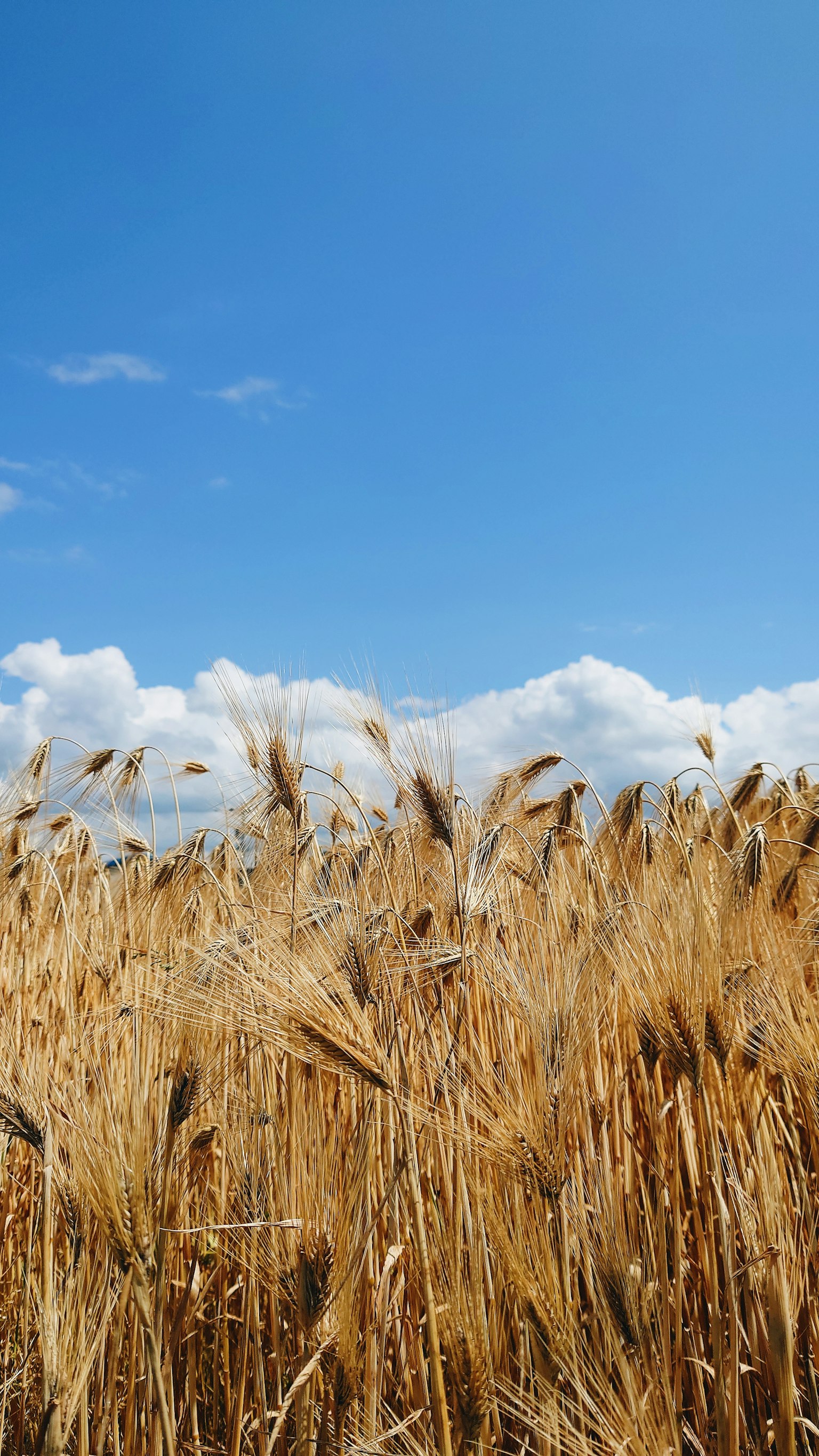 Golden wheat field under a blue sky with white clouds