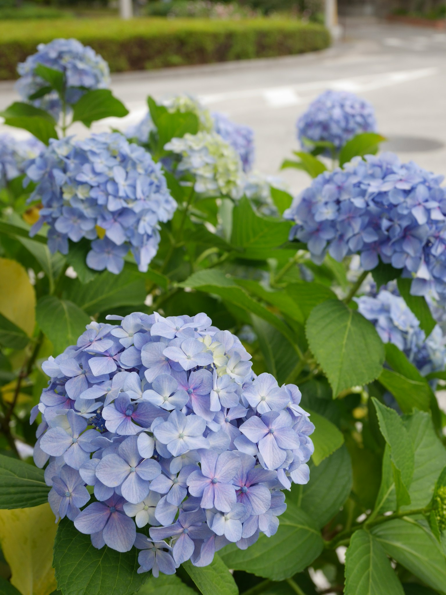 Gruppo di fiori di ortensia blu circondati da foglie verdi