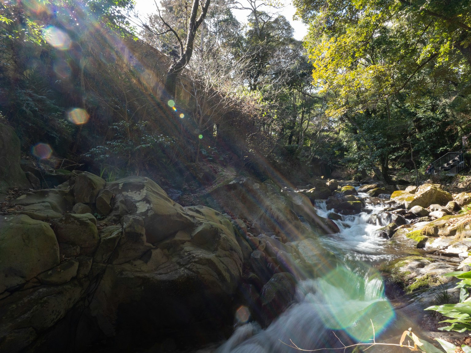 Una vista escénica de un arroyo que fluye a través de un bosque frondoso con luz solar que entra