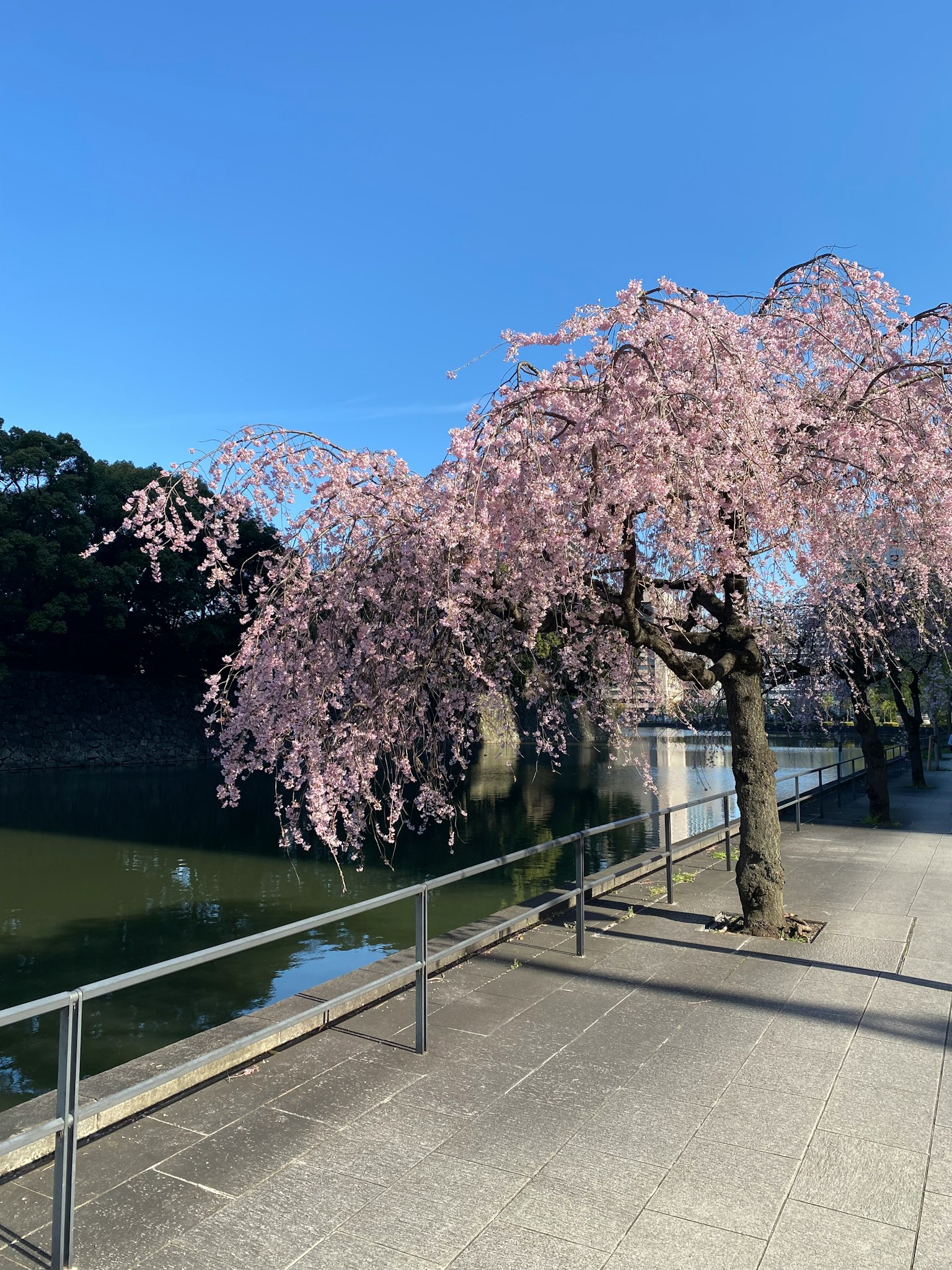 水中倒影的樱花树美丽景色