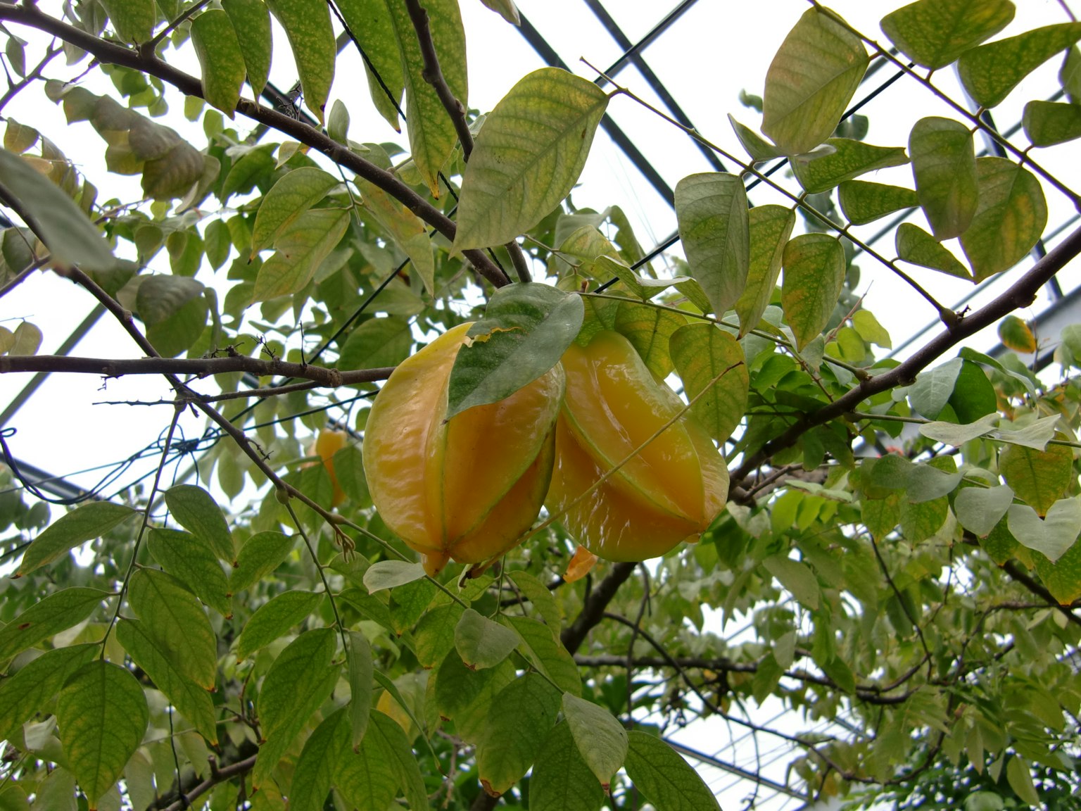 Frutto giallo tra foglie verdi