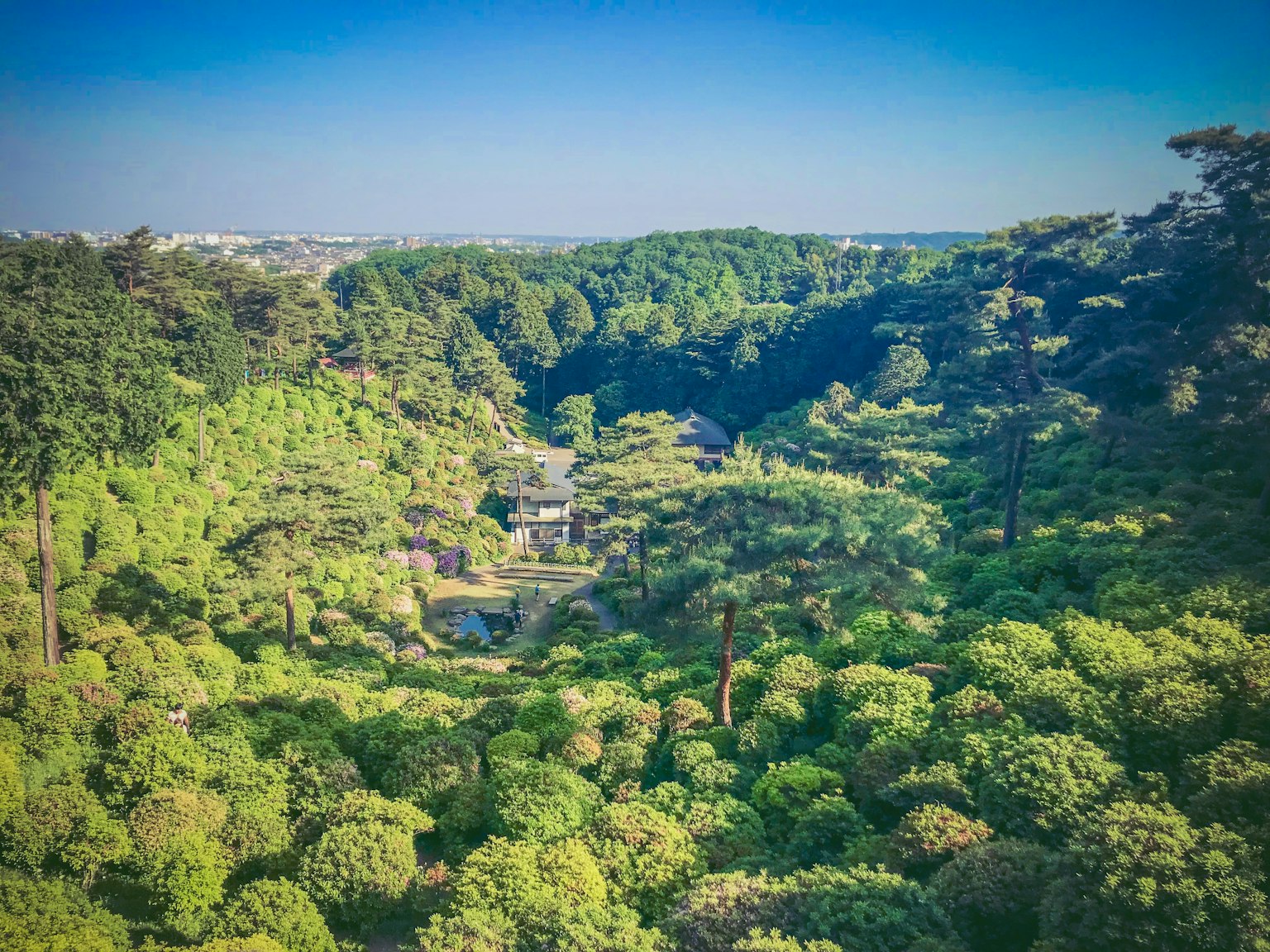 Vista di un giardino verdeggiante circondato da alberi densi