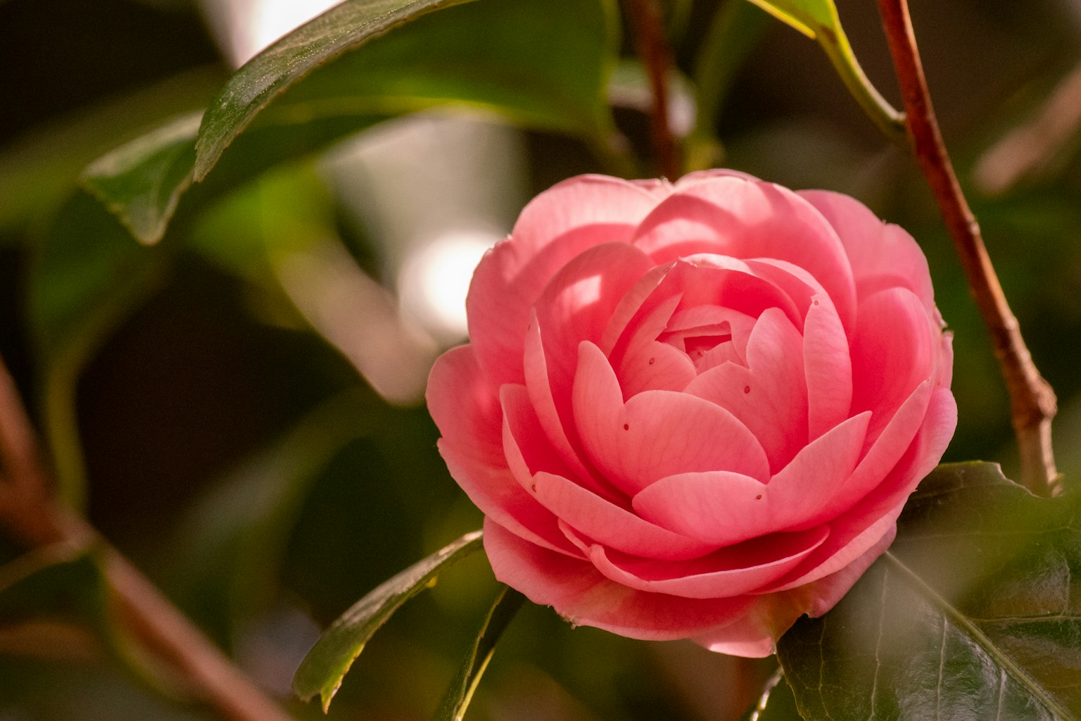 Una flor de camelia rosa rodeada de hojas verdes