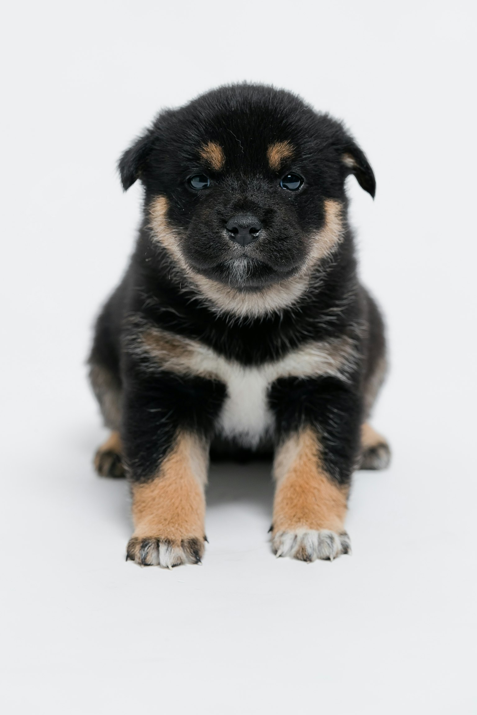 Anak anjing Shiba Inu hitam dan coklat duduk menghadap ke depan