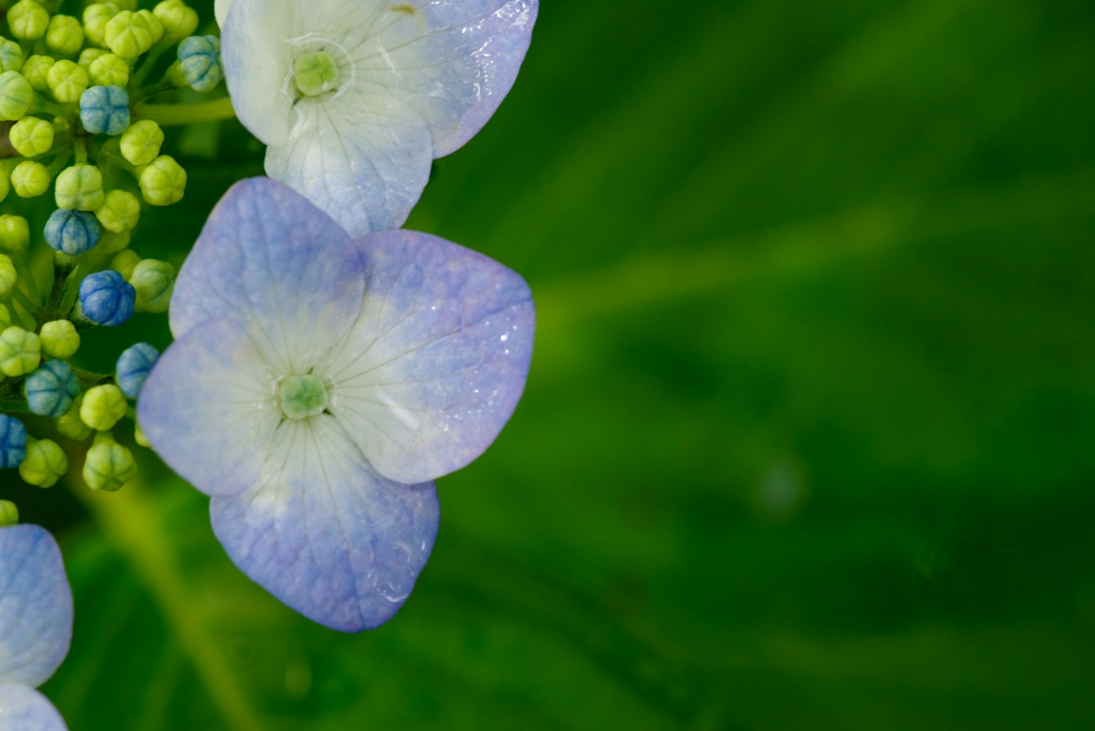 Primo piano di fiori di ortensia blu e bianchi con foglie verdi