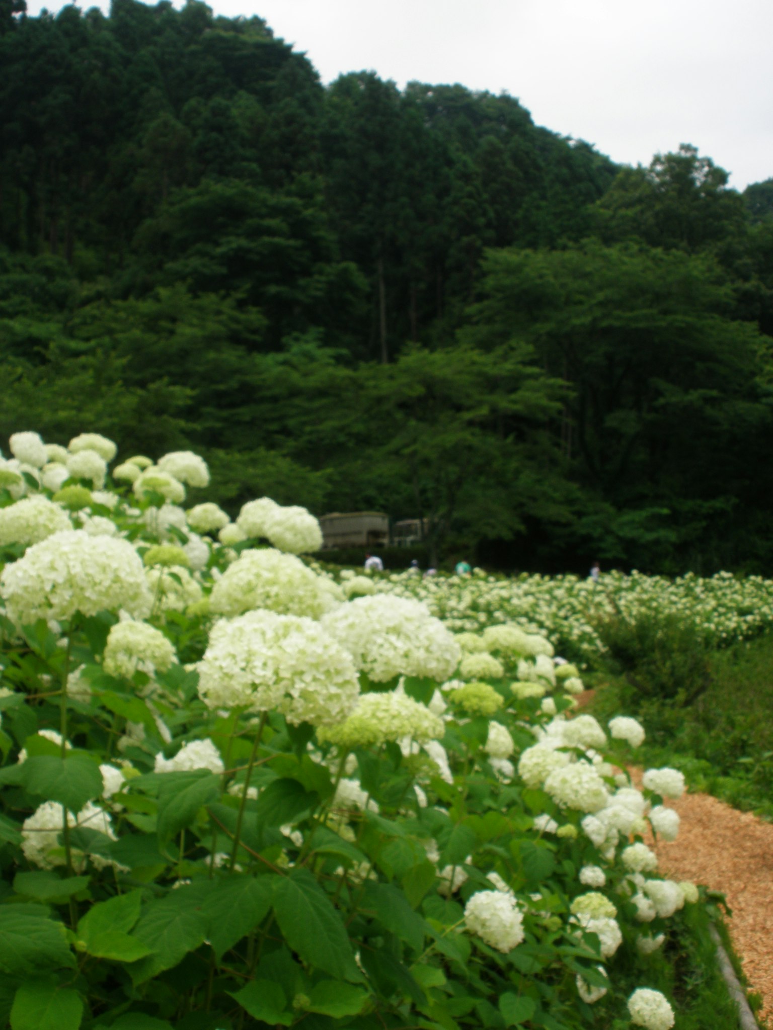 Un paesaggio con fiori bianchi in primo piano e una foresta verde sullo sfondo