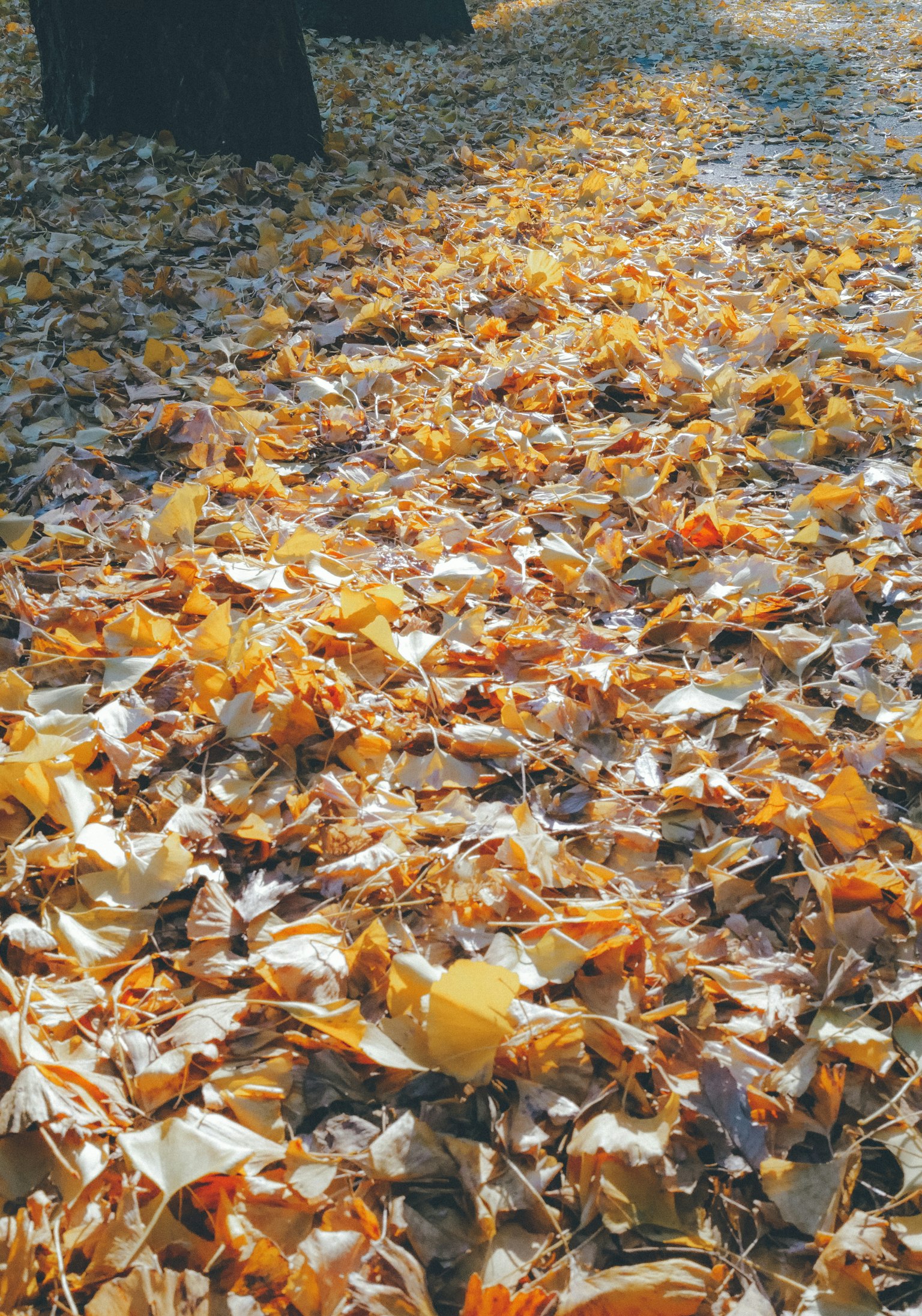 พื้นดินที่ปกคลุมด้วยใบไม้ในฤดูใบไม้ร่วงหลายเฉดสี