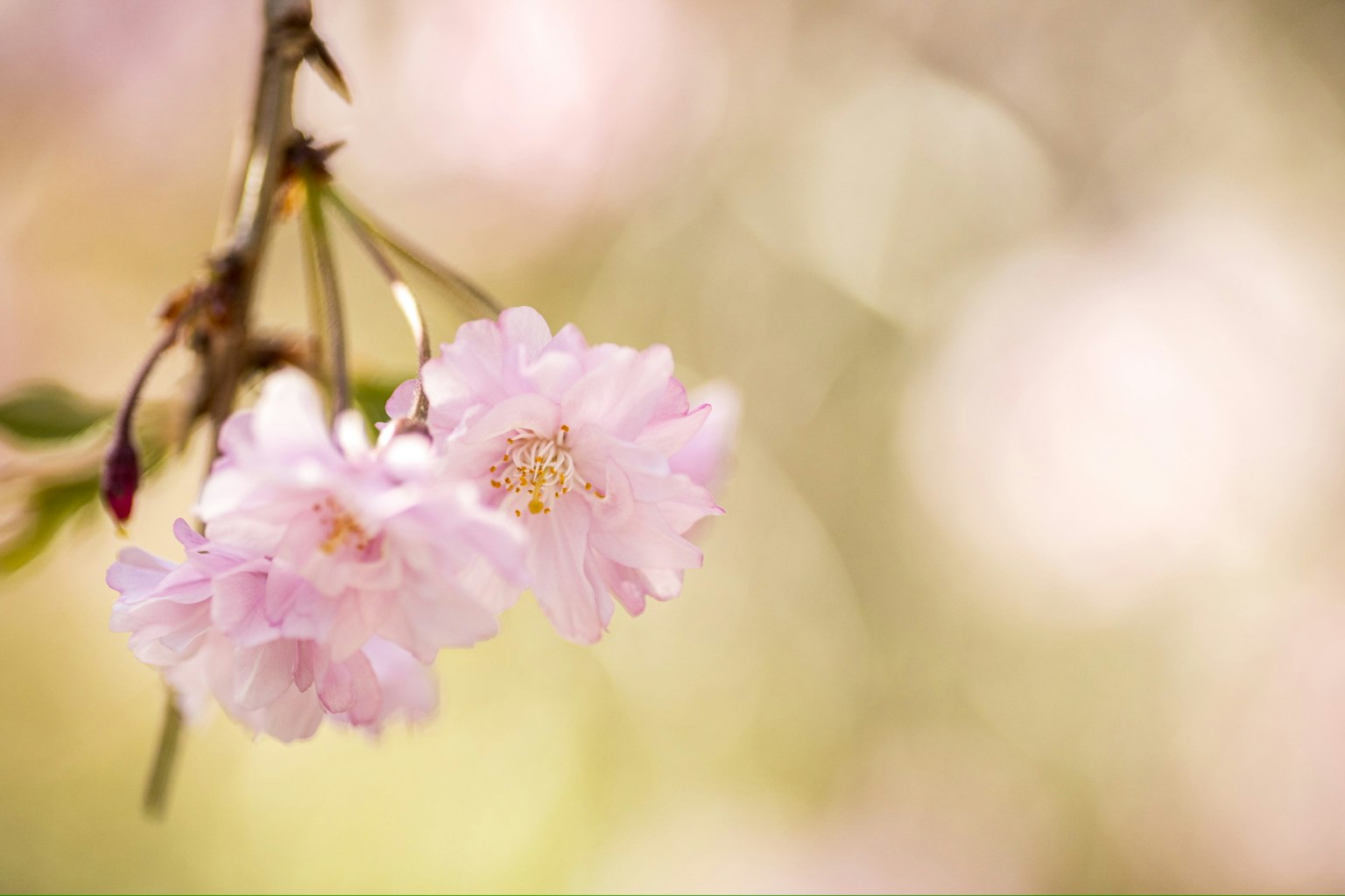 Delicate fiori rosa appesi con uno sfondo sfocato morbido