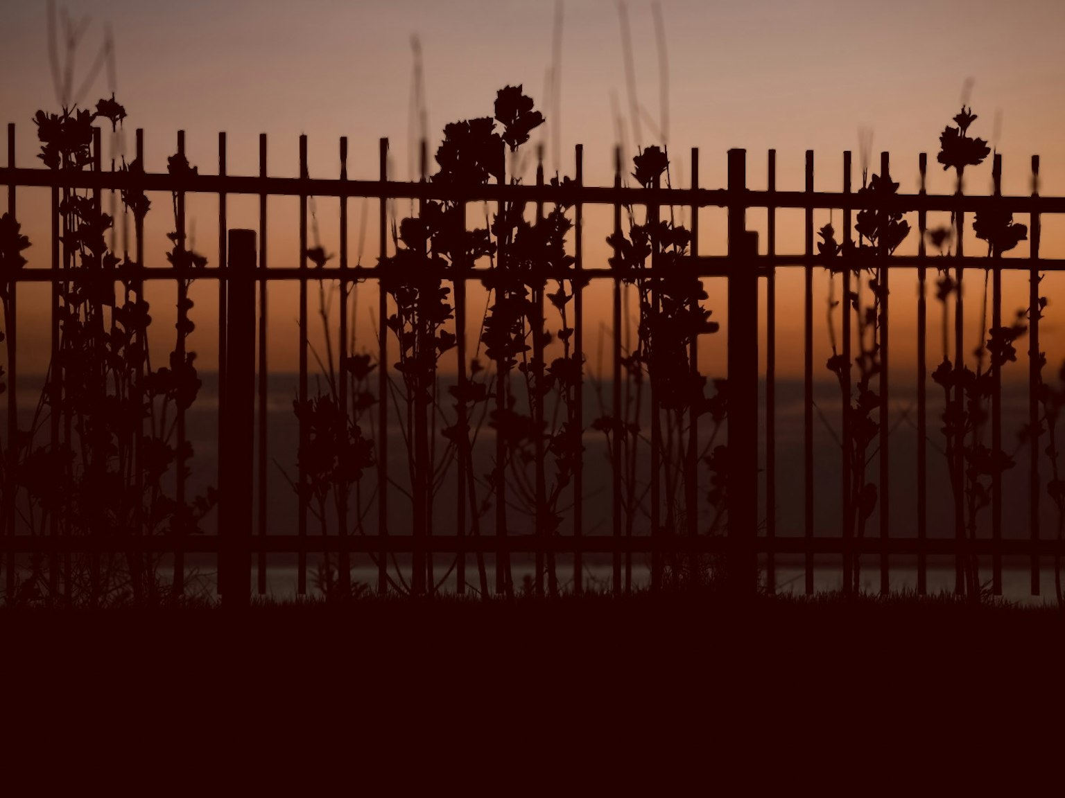 Silhouette di una recinzione e piante al tramonto