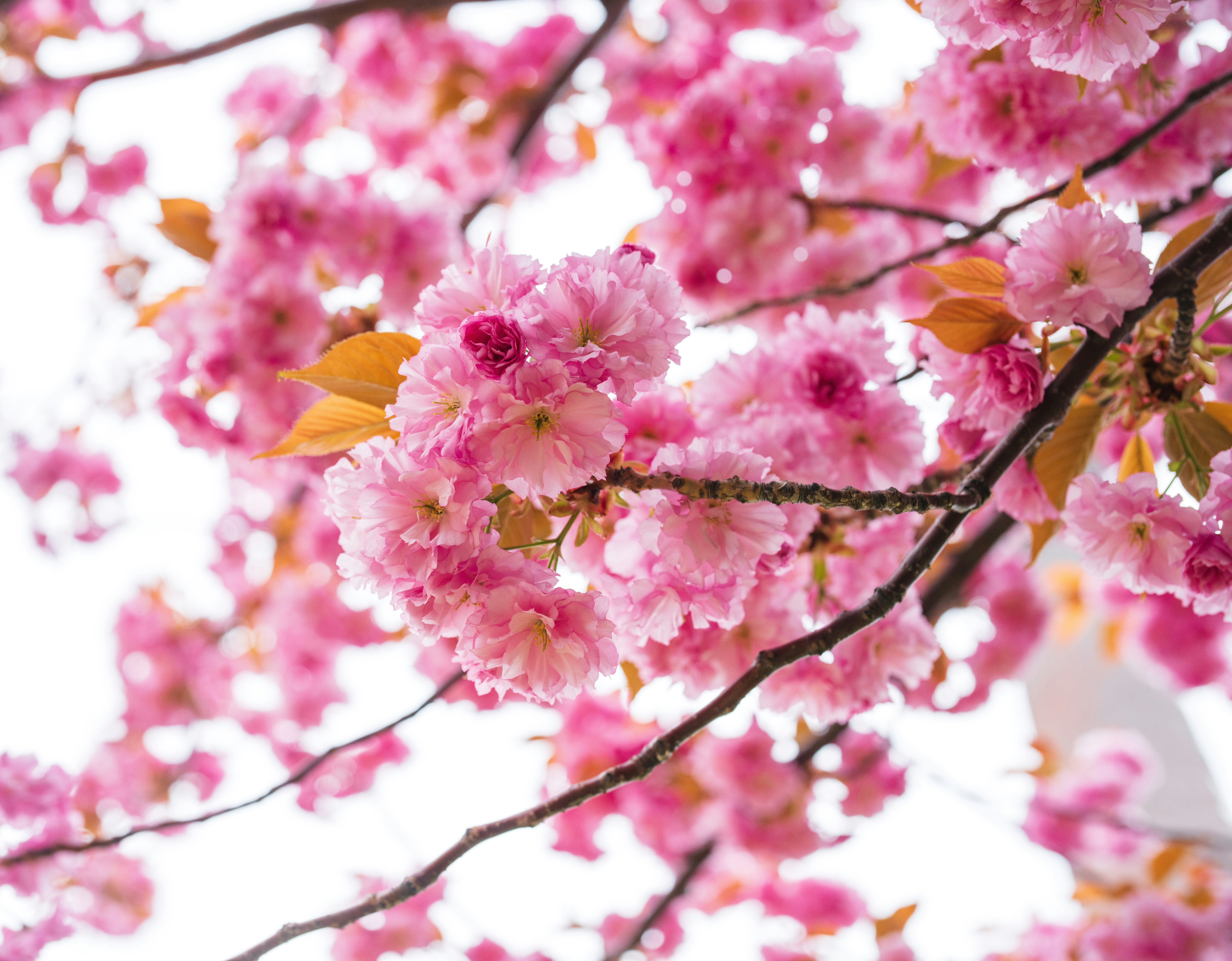 ピンクの花が咲く桜の枝のクローズアップ