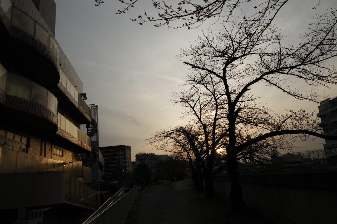 Straße mit baumbestandenem Gehweg und Gebäuden in der Dämmerung