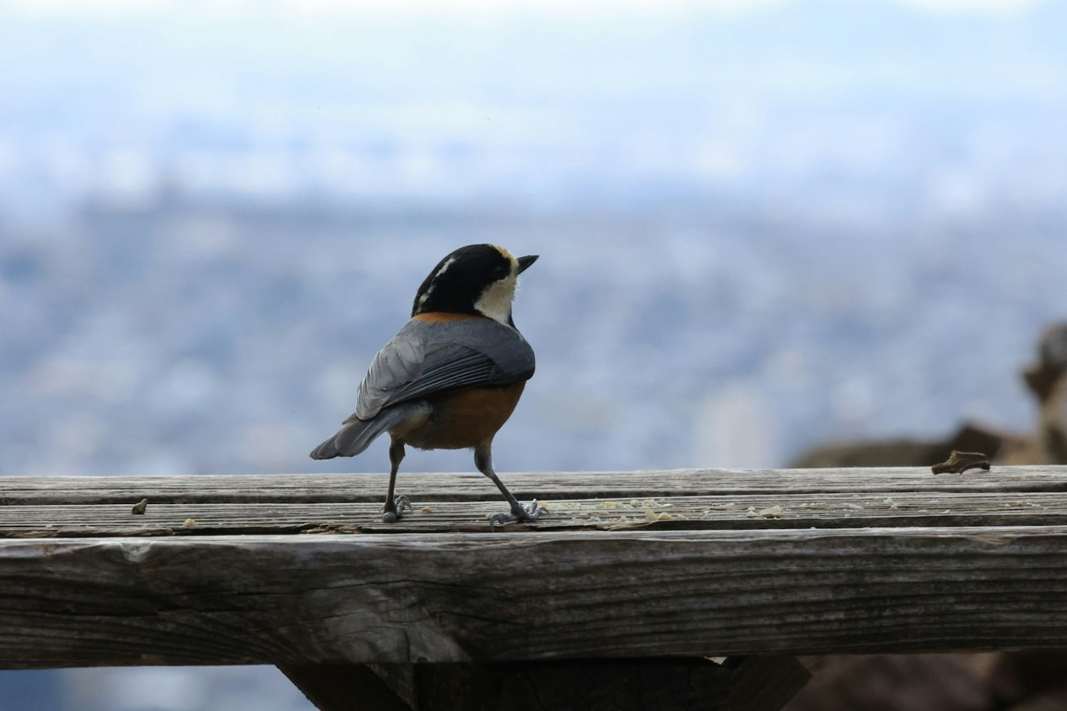 Vista lateral de un pequeño pájaro posado en una barandilla de madera con un fondo borroso