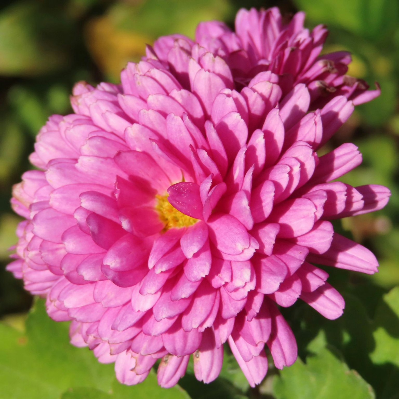 Fiore rosa vibrante in fiore con petali a strati
