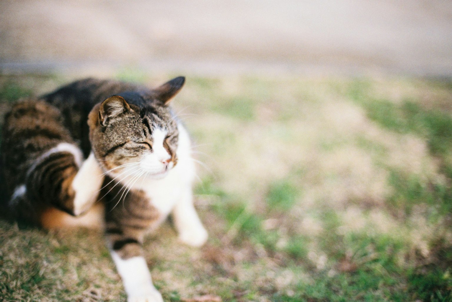Kucing menggaruk telinganya sambil bersantai di atas rumput