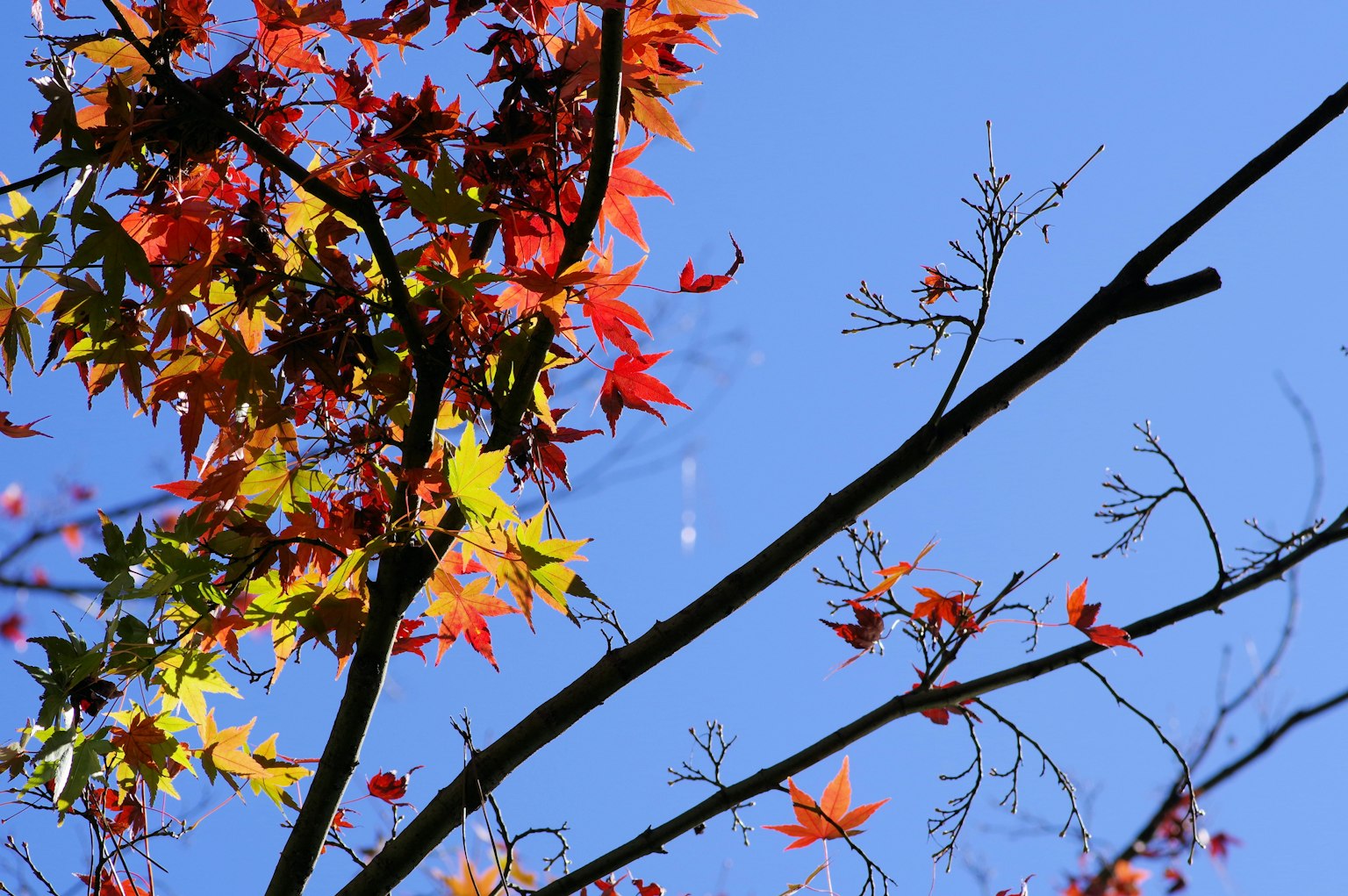 Ein schöner Ast mit Herbstblättern vor einem blauen Himmel