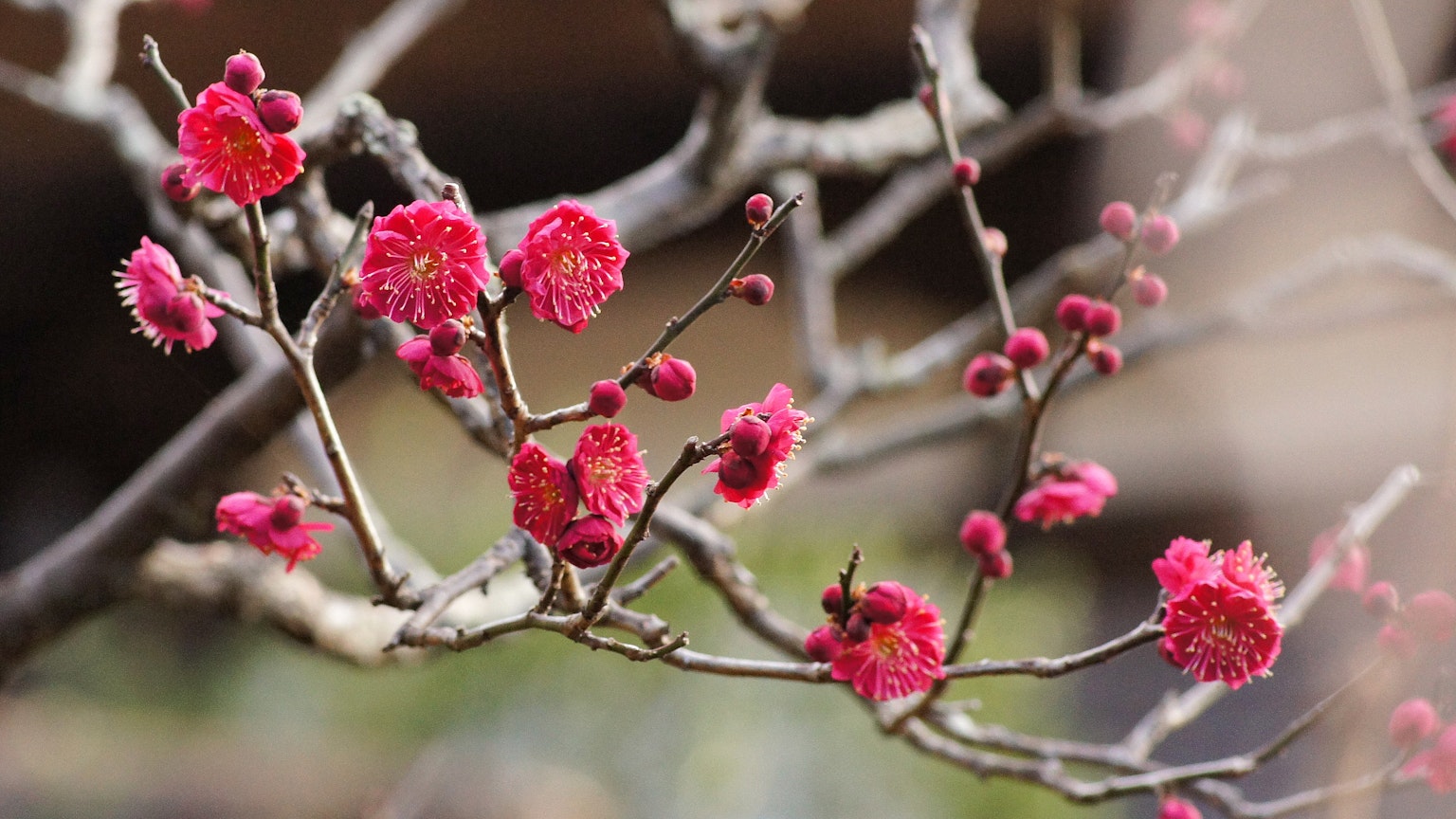 Primo piano di un ramo con fiori rossi in fiore