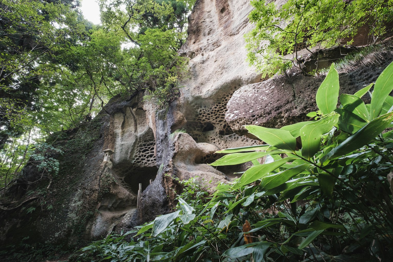 被茂盛綠色植物包圍的岩石懸崖的圖像