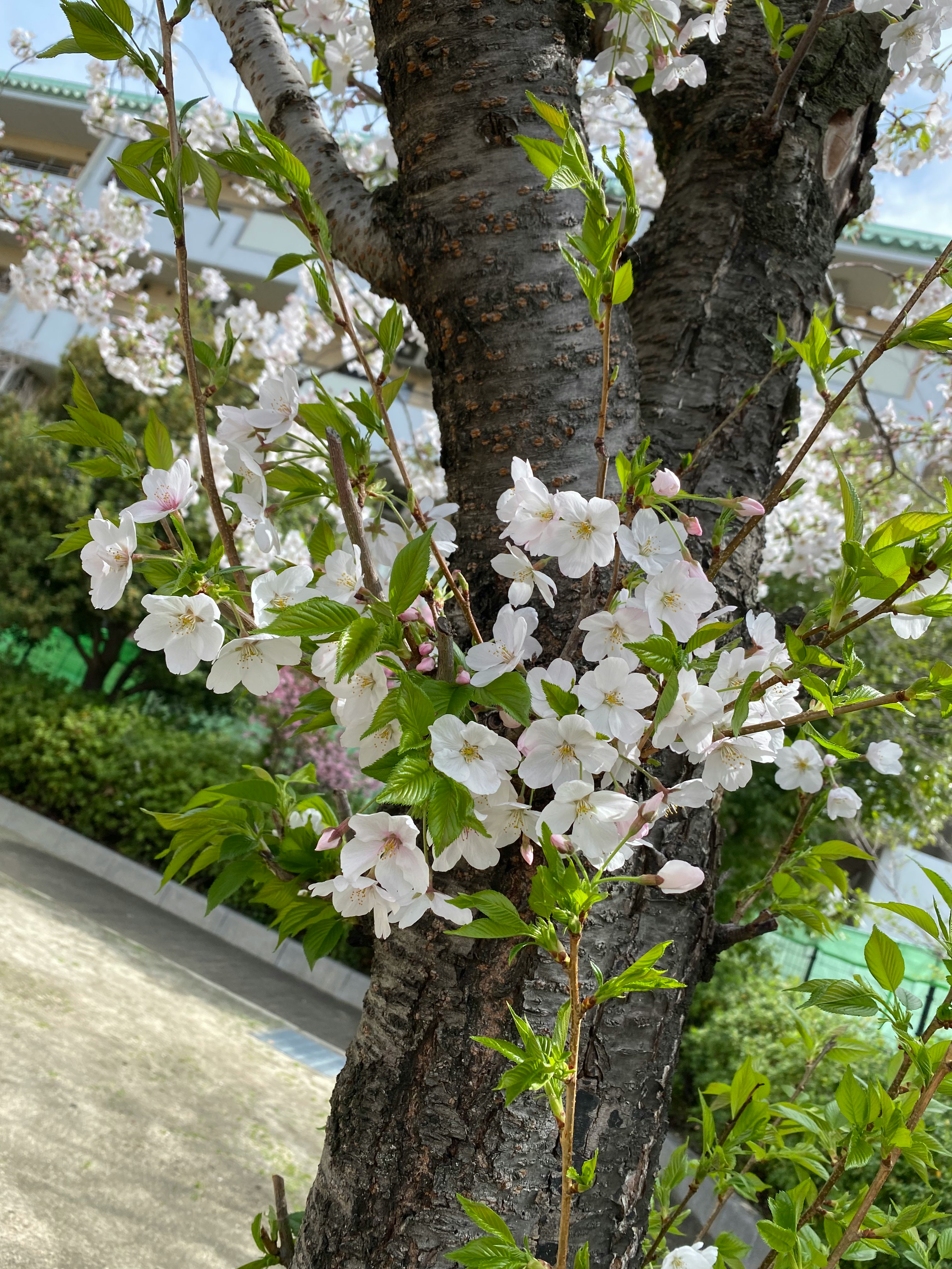 桜の花が咲く大きな木の幹と枝先