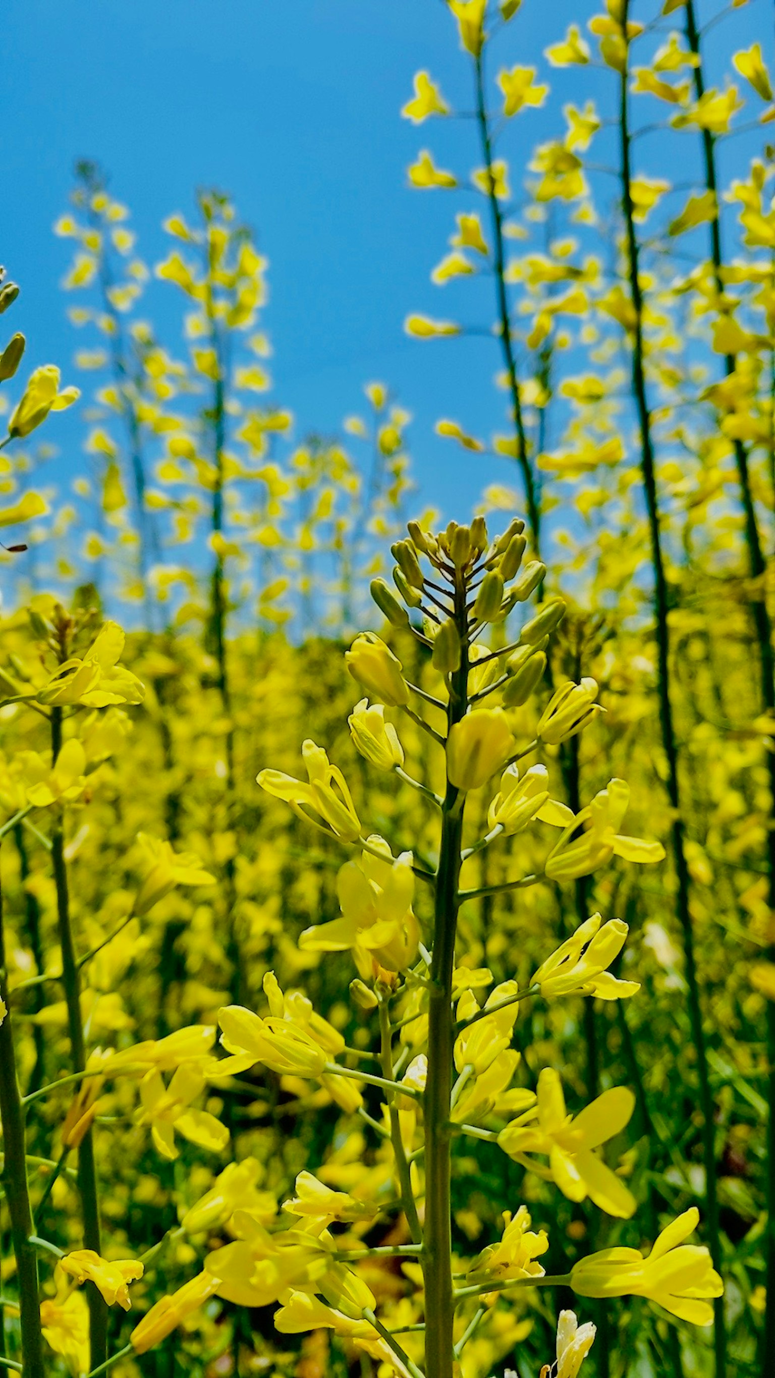 Feld mit gelben Blumen unter einem blauen Himmel
