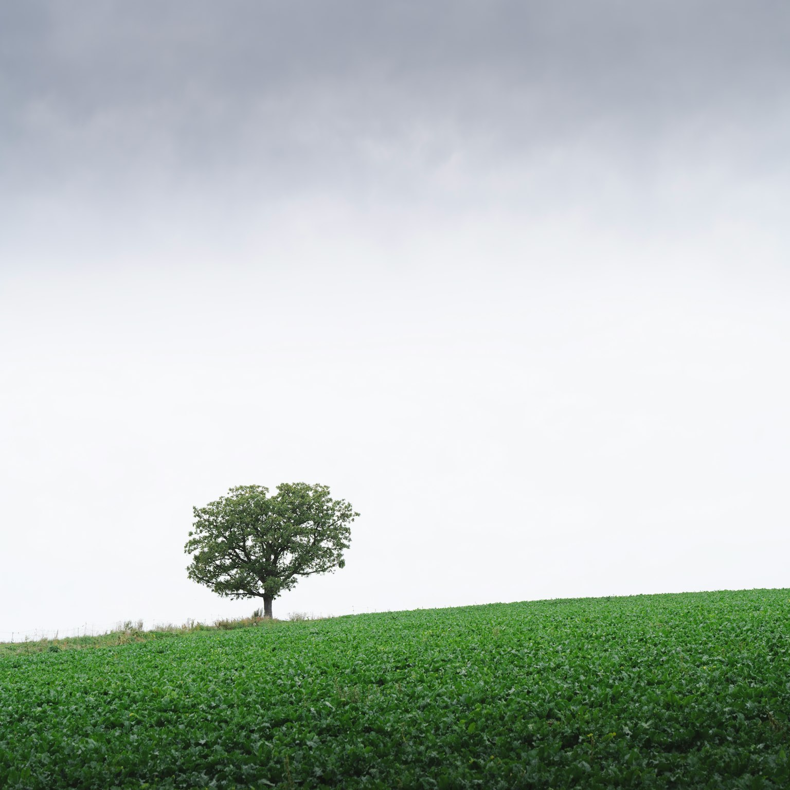 ภาพดีไซน์เรียบง่ายกับพื้นหลังสีเทาเข้ม