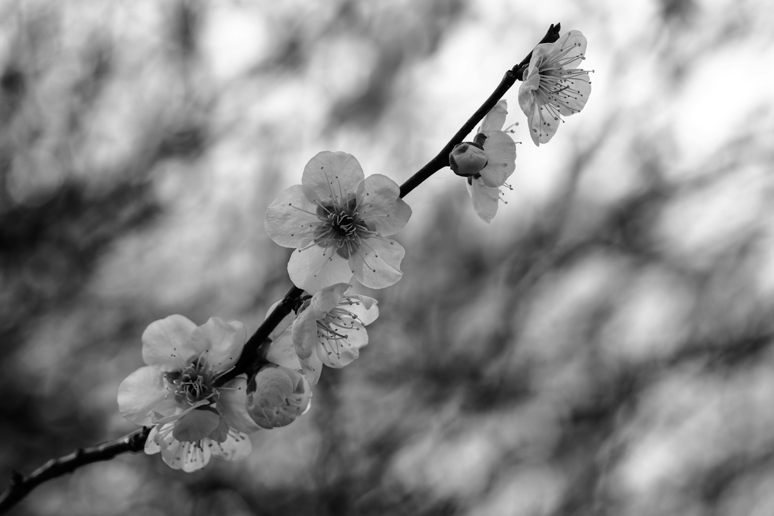 Zweig mit Kirschblüten vor einem verschwommenen Schwarz-Weiß-Hintergrund