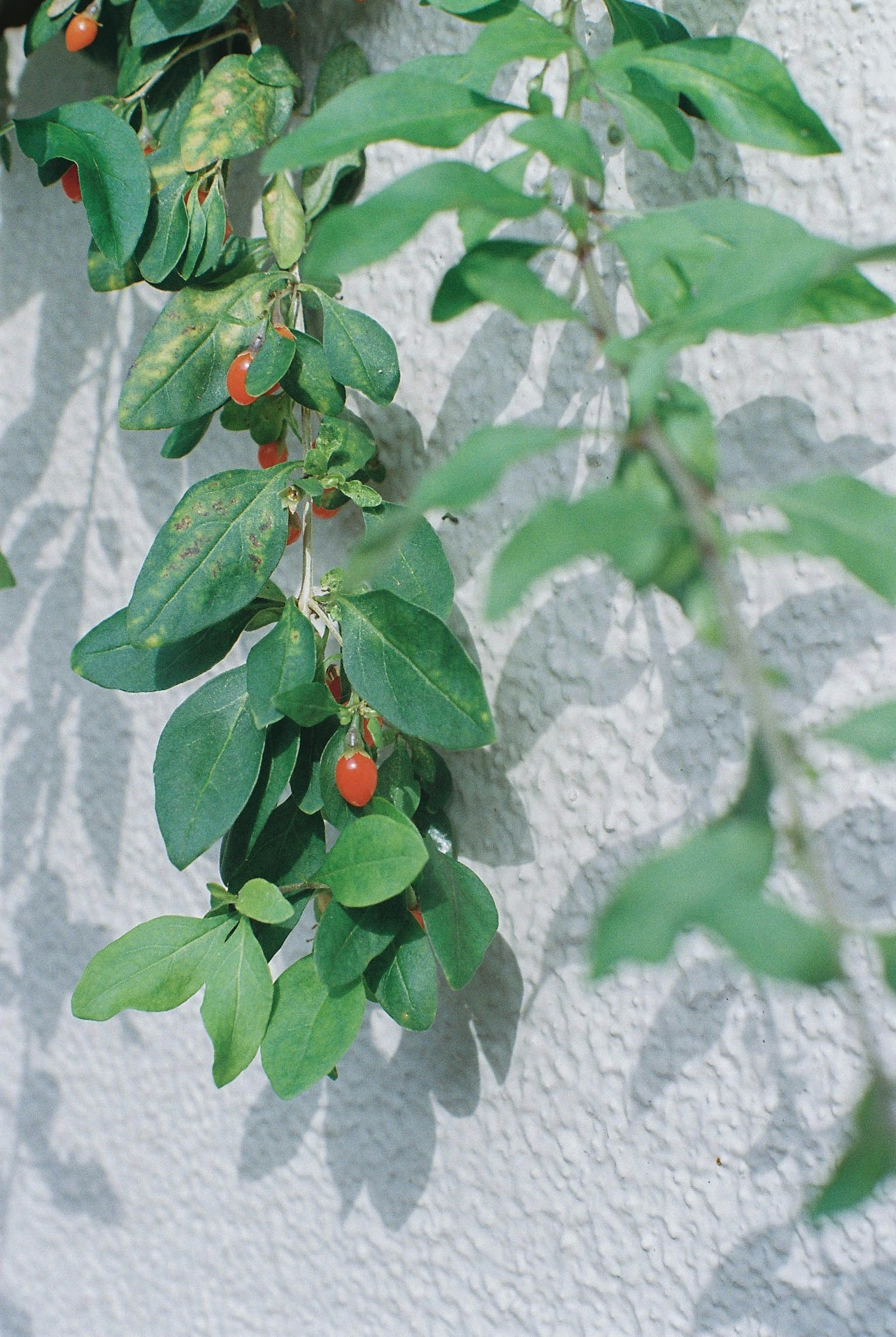 Una pianta con foglie verdi e bacche rosse che pende contro un muro bianco