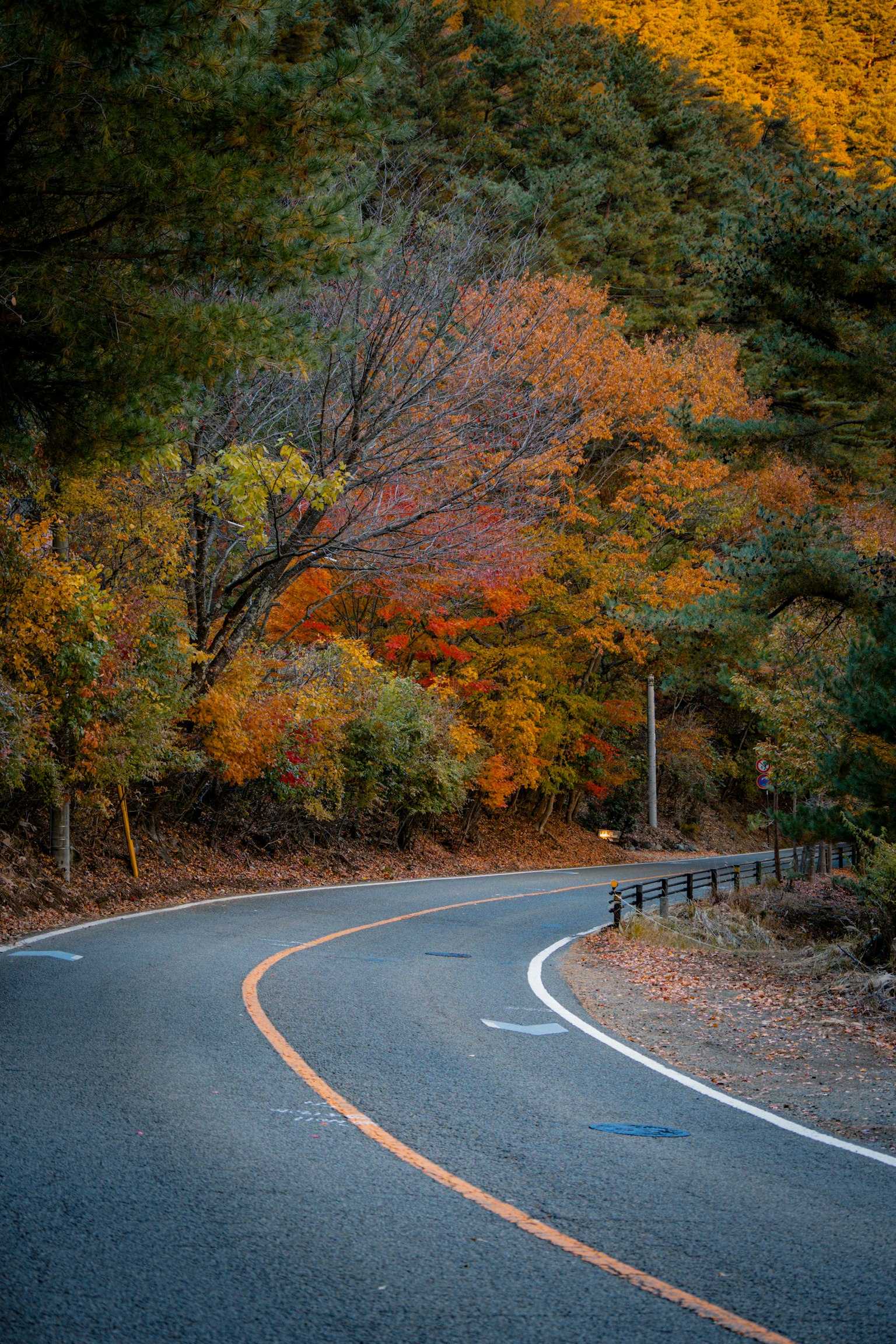 秋の色彩に包まれた曲がりくねった道路と周囲の木々