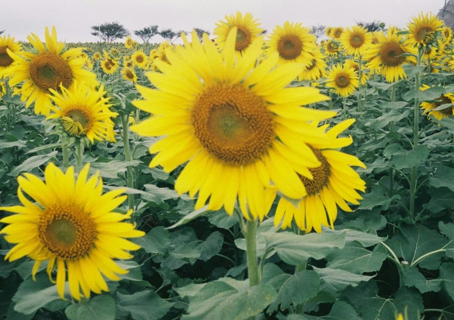 Champ de tournesols avec des fleurs jaunes vives