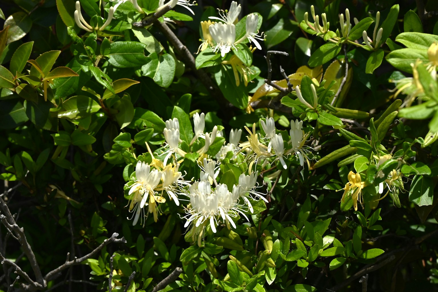 Close-up of a plant with white flowers surrounded by green leaves