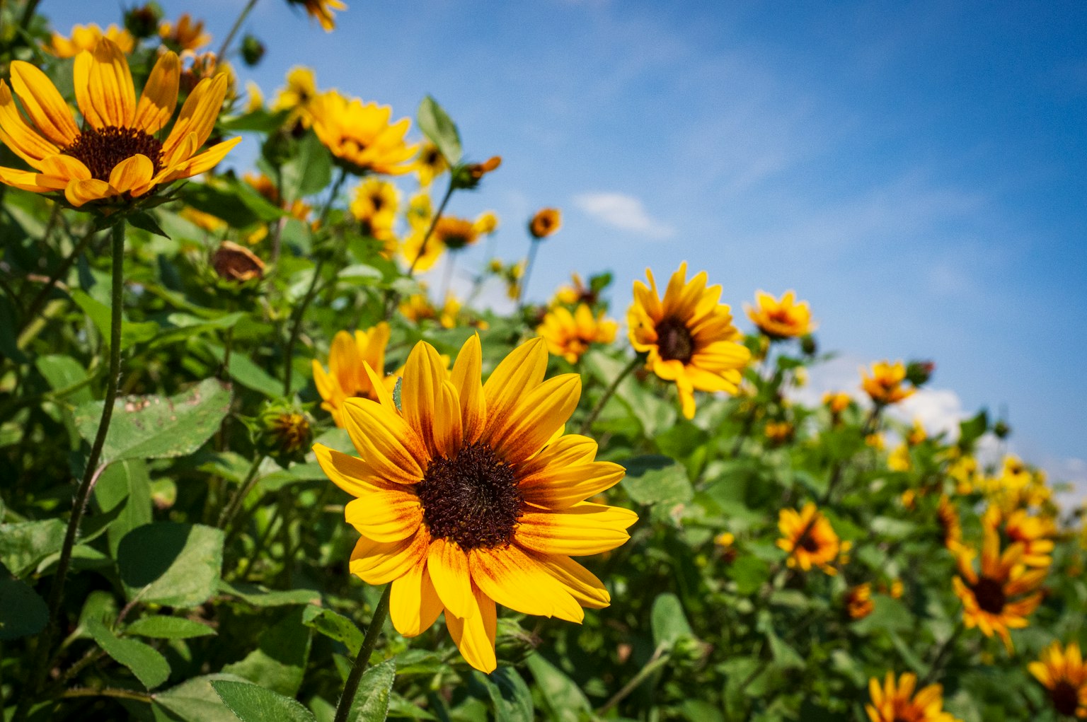 Campo di girasoli in fiore sotto un cielo blu