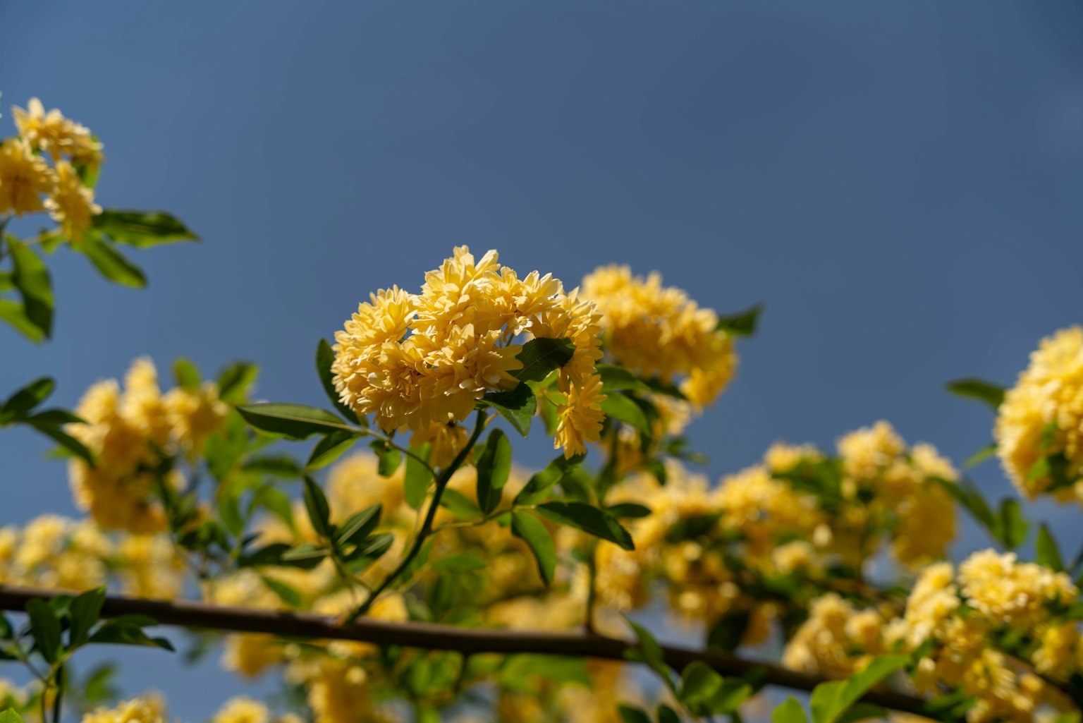Nahaufnahme von gelben Blumen, die an einem Ast vor blauem Himmel blühen