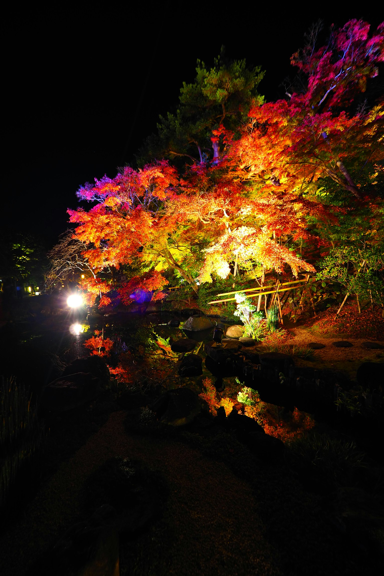 Bunt beleuchtete Bäume in einem Park bei Nacht, die sich im Wasser spiegeln