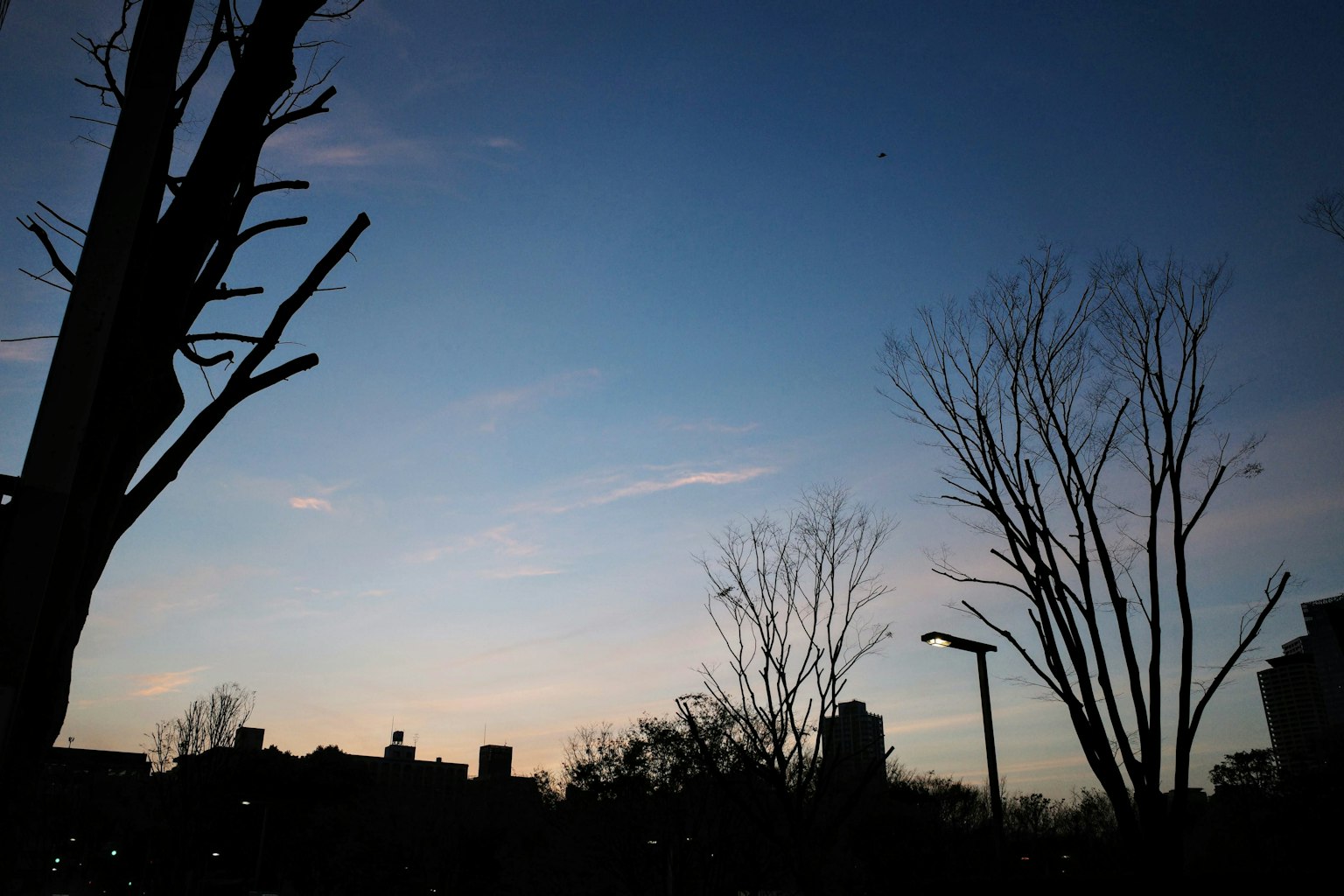 Silhouette di alberi e edifici contro un cielo crepuscolare