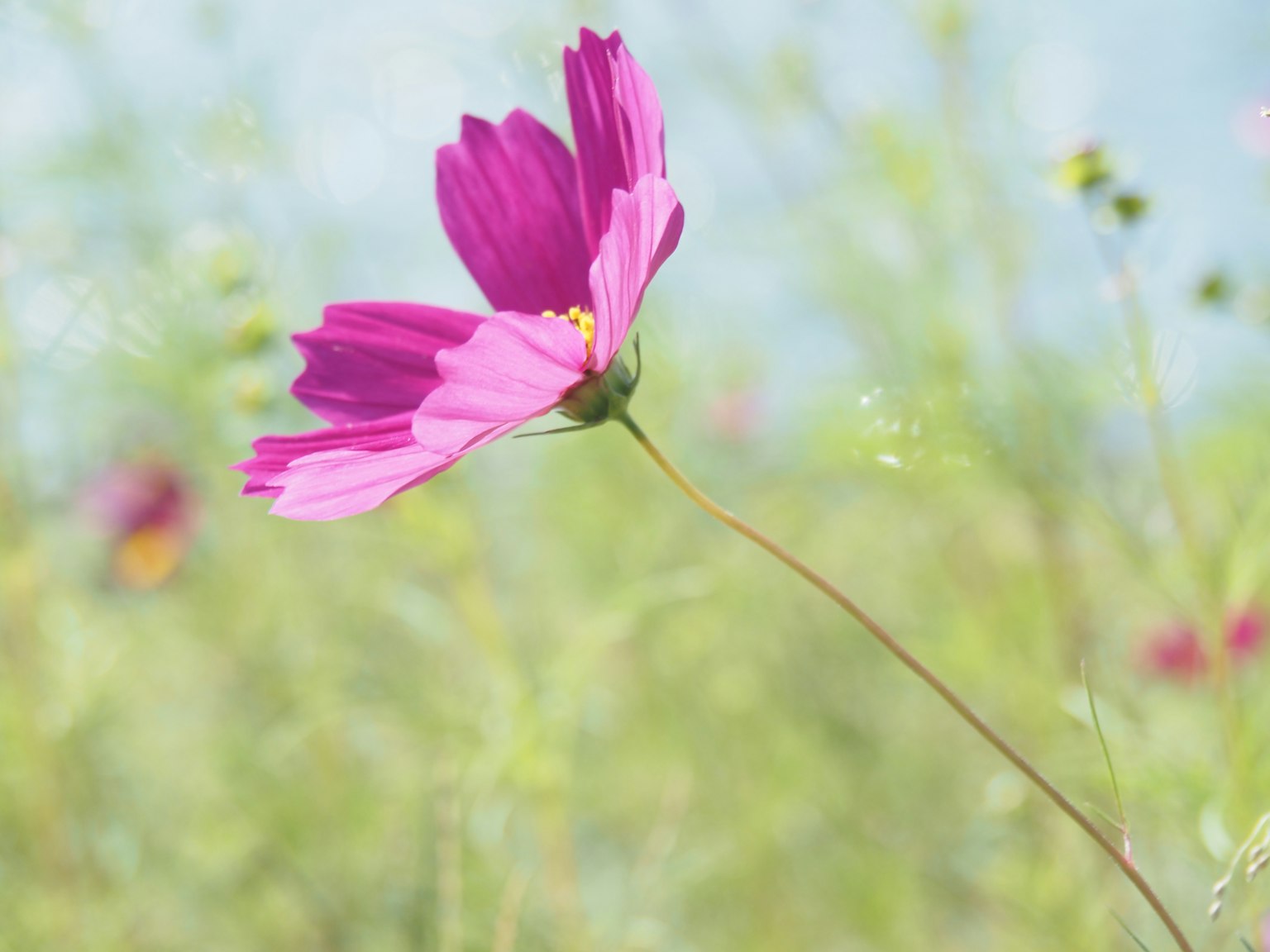 Un bellissimo fiore di cosmos che fiorisce in un campo