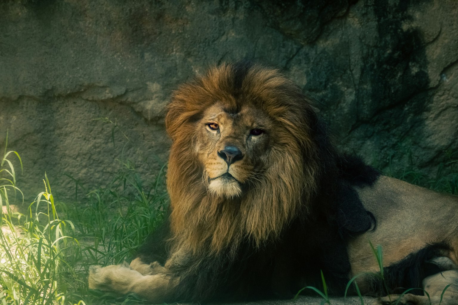 Maestoso leone che riposa sull'erba con uno sfondo roccioso