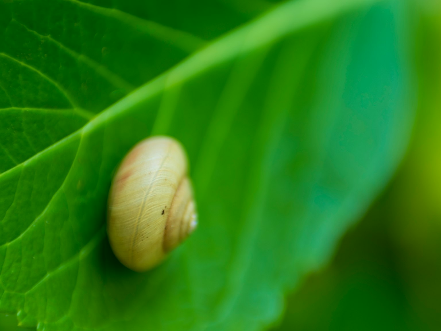 Eine kleine Schnecke auf einem grünen Blatt