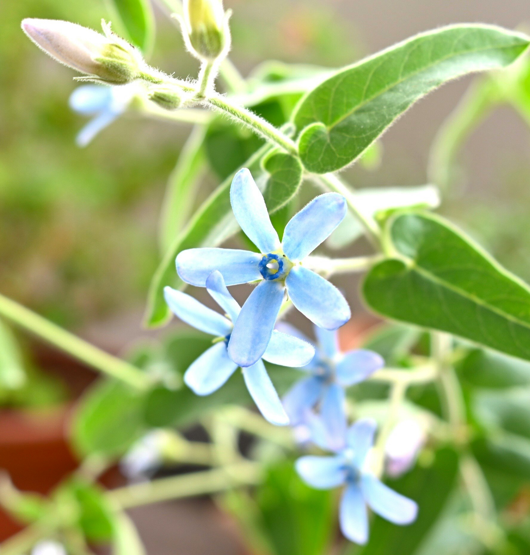 ブルースターの水色の花と葉のクローズアップ