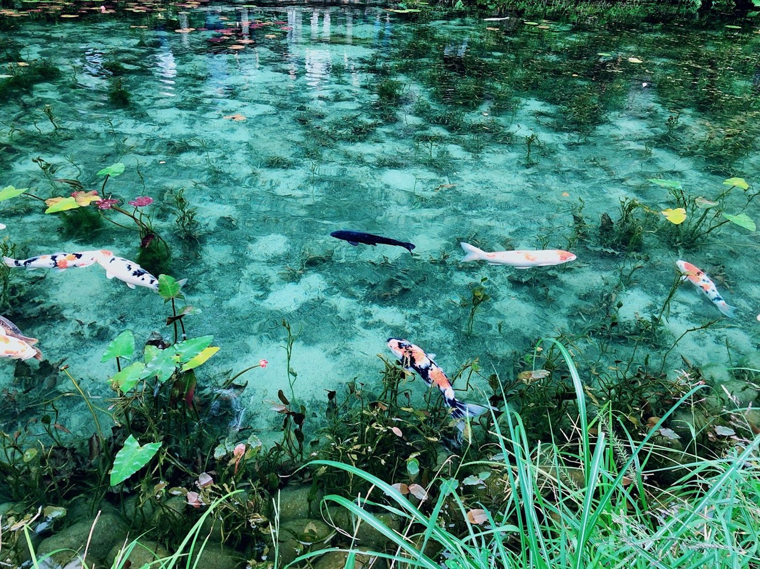 Peces koi coloridos nadando en agua clara con hojas verdes