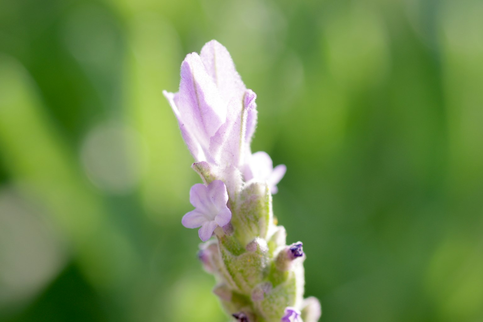 Eine blasslila Blume mit zarten Blütenblättern vor einem grünen Hintergrund