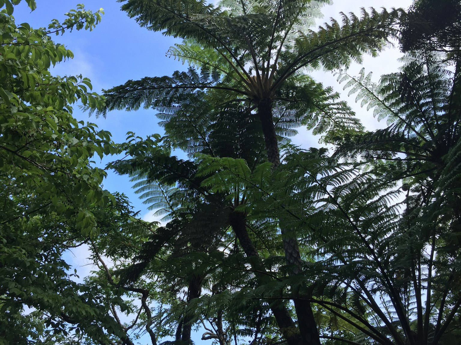 蓝天背景下高大蕨类植物的轮廓