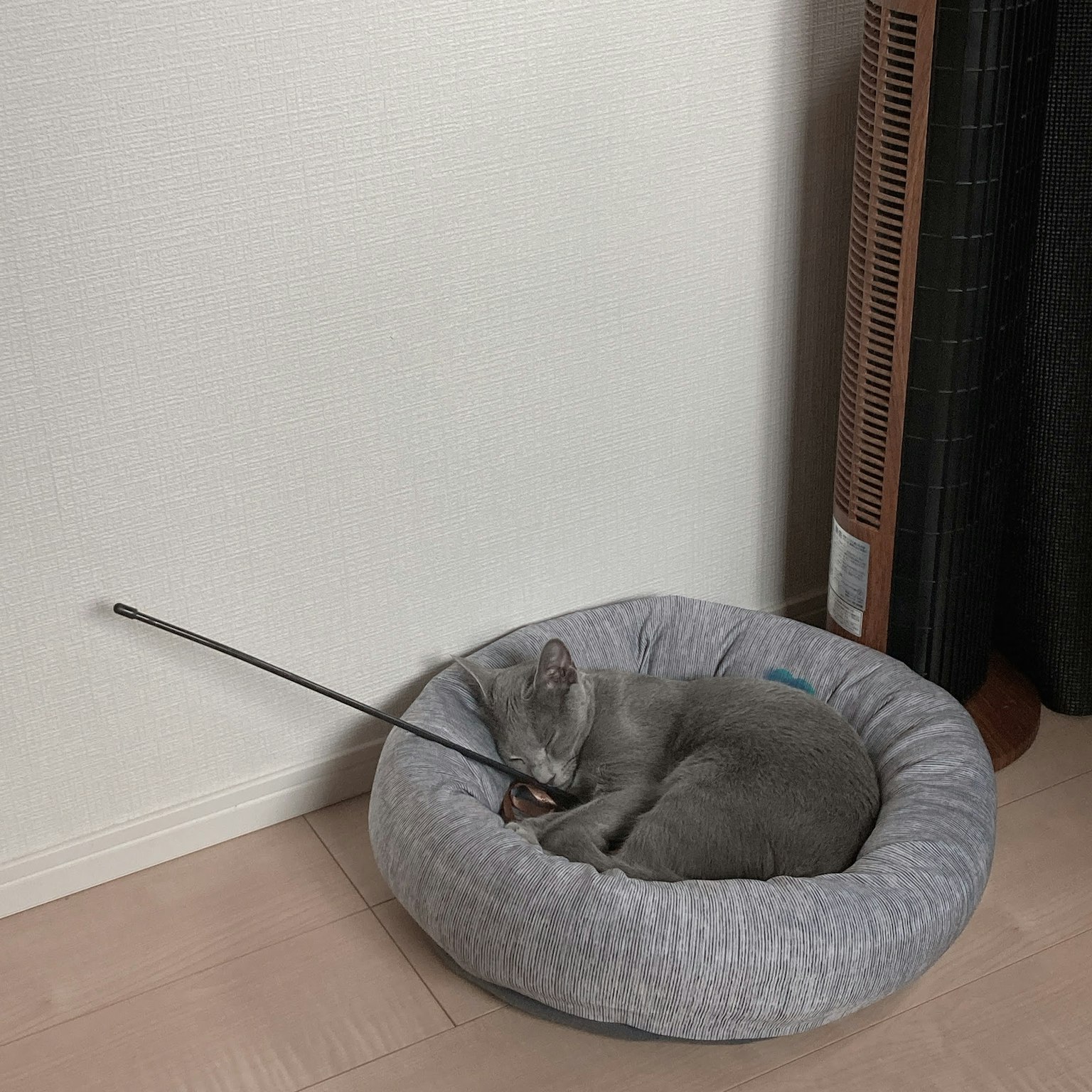 A gray cat sleeping in a round, soft bed placed near a wall