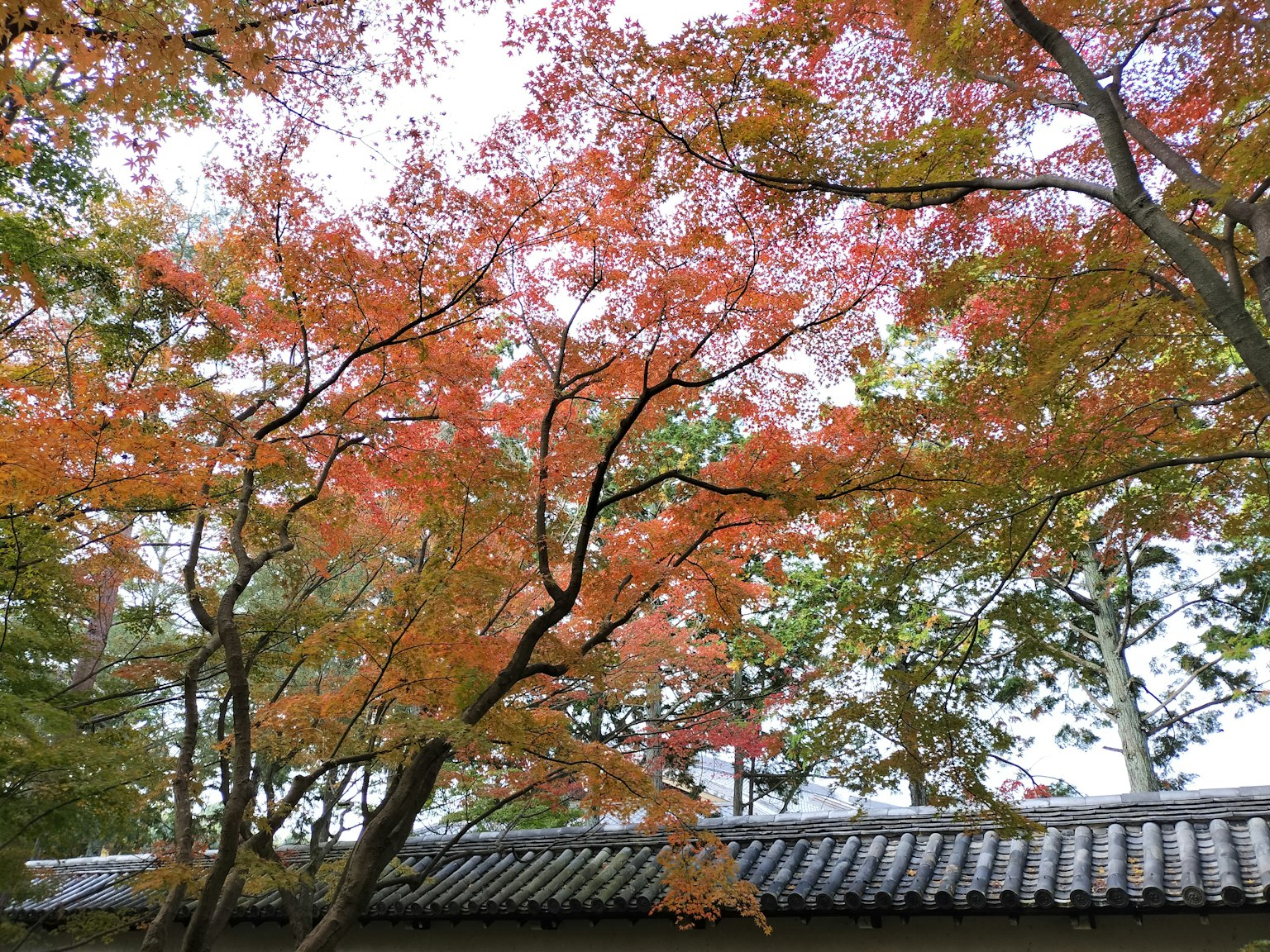 Paysage magnifique avec des feuilles d'automne au-dessus d'un toit traditionnel