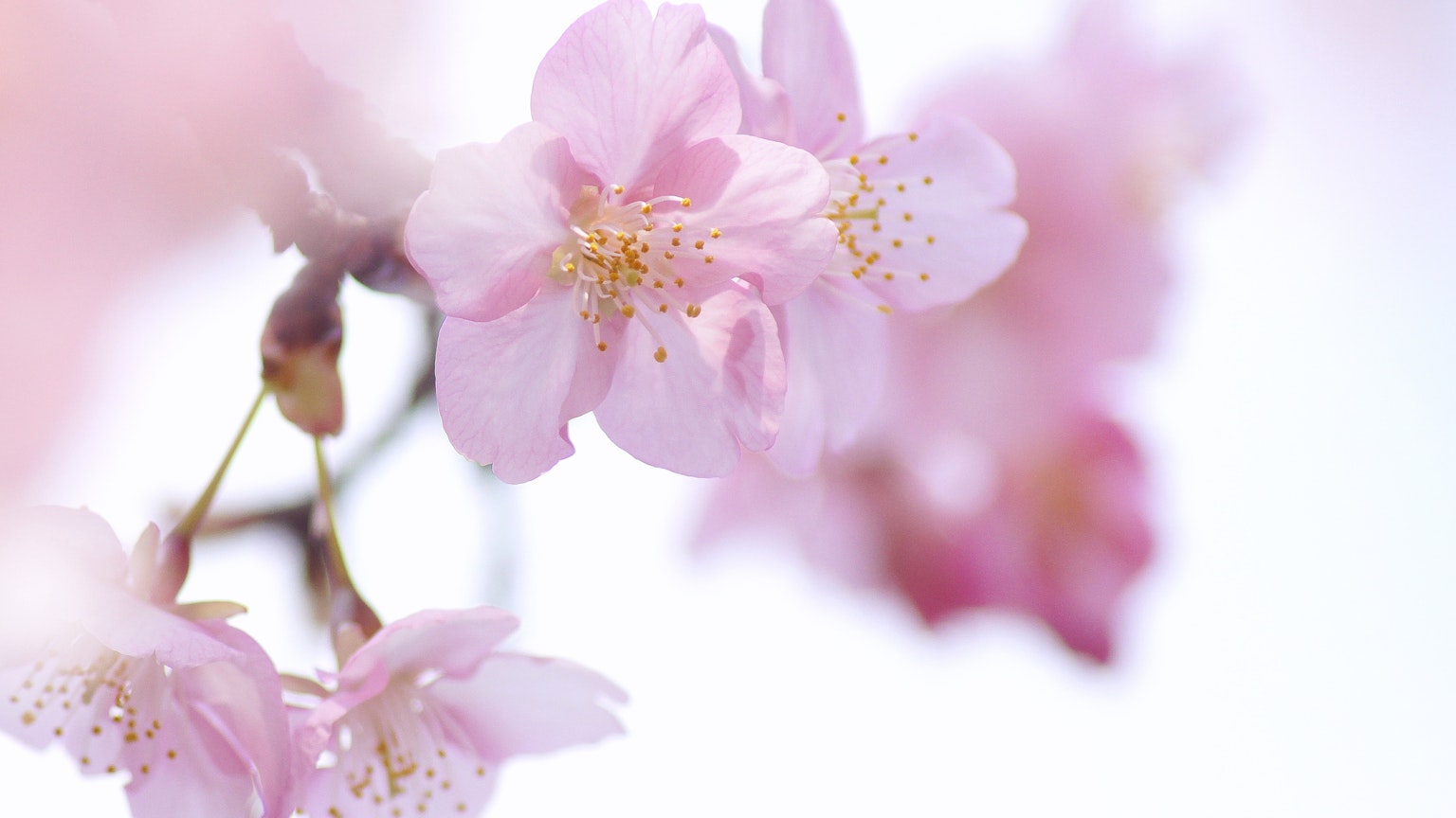 Soft pink cherry blossoms in bloom against a blurred background
