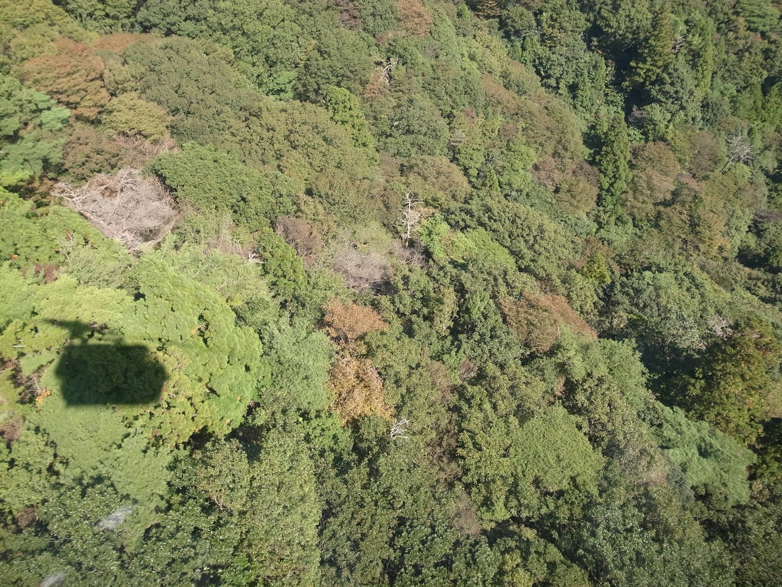 Vista aérea de un bosque verde y frondoso con una sombra