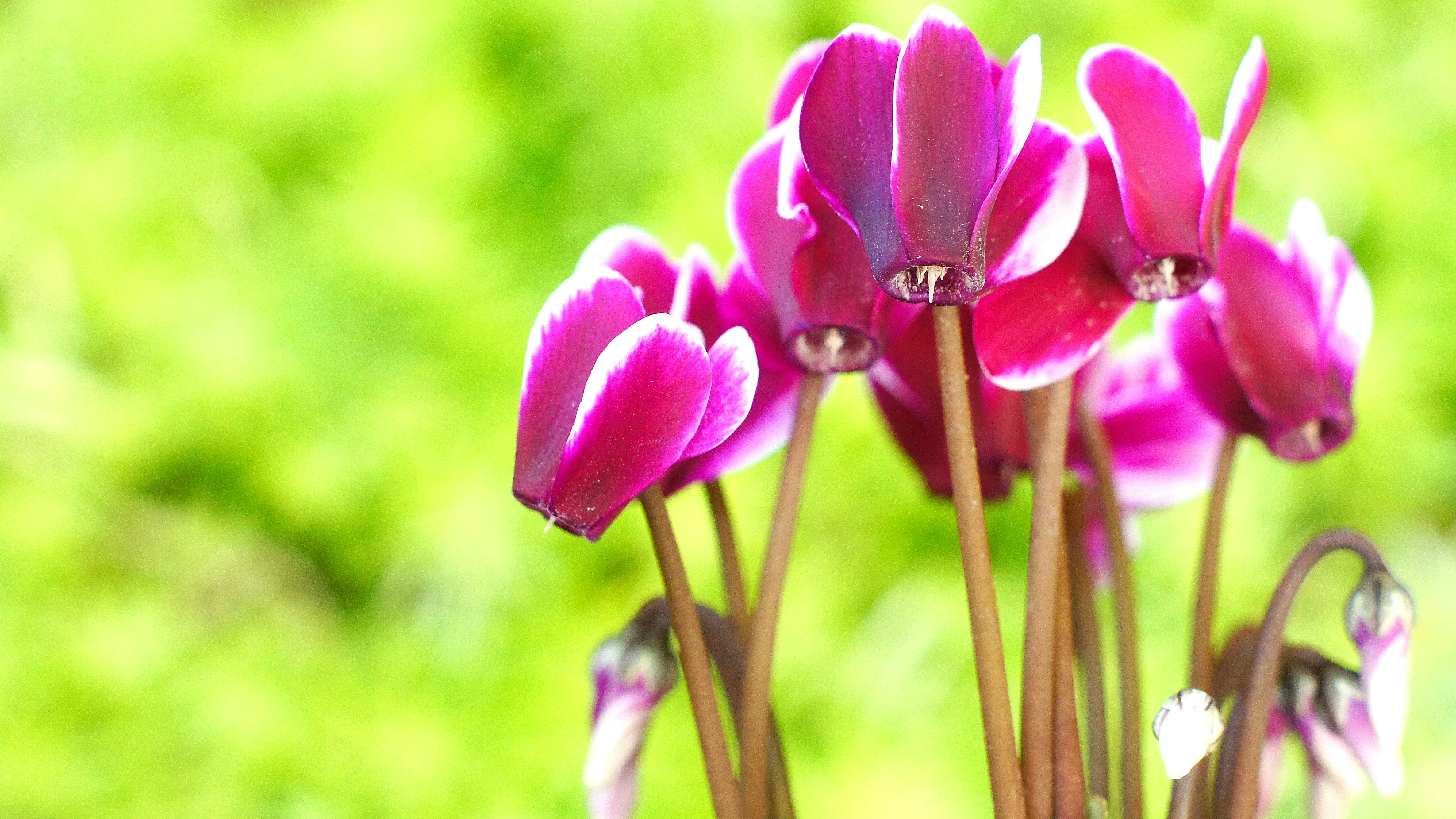 ワインレッドのシクラメンの花のクローズアップ