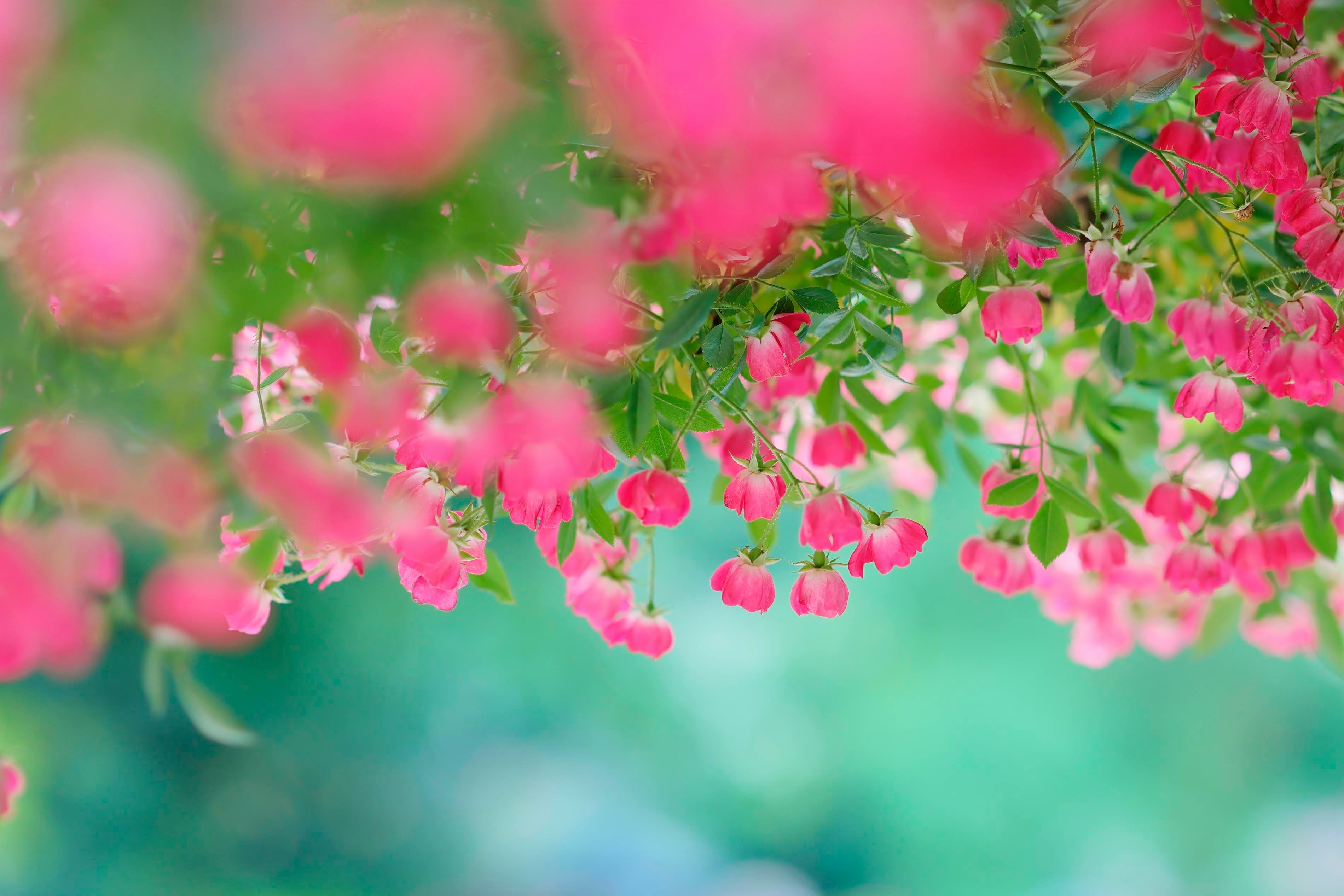 ピンクのバラの花が咲き乱れるボケ背景