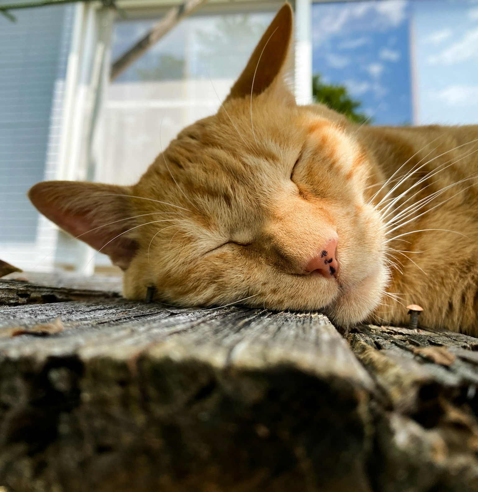 Eine schlafende orange Katze, die auf einer Holzoberfläche ruht