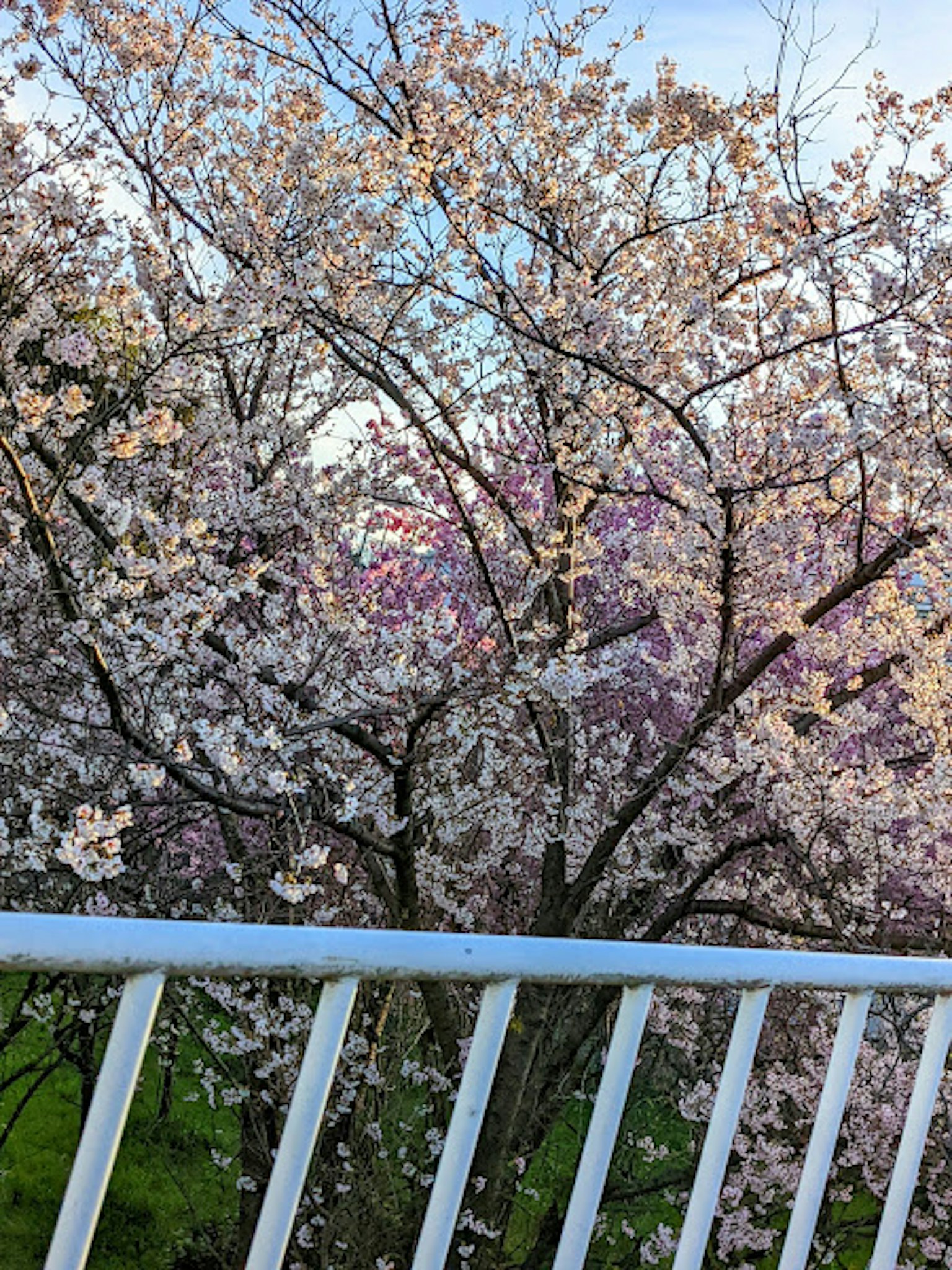 盛开的樱花树和前景的白色栏杆