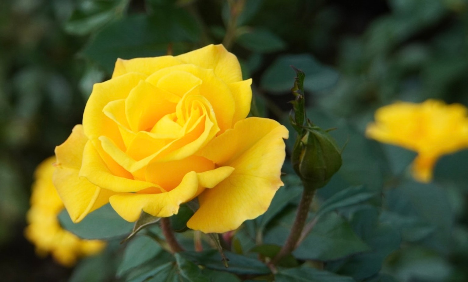 Rosa gialla vibrante in piena fioritura